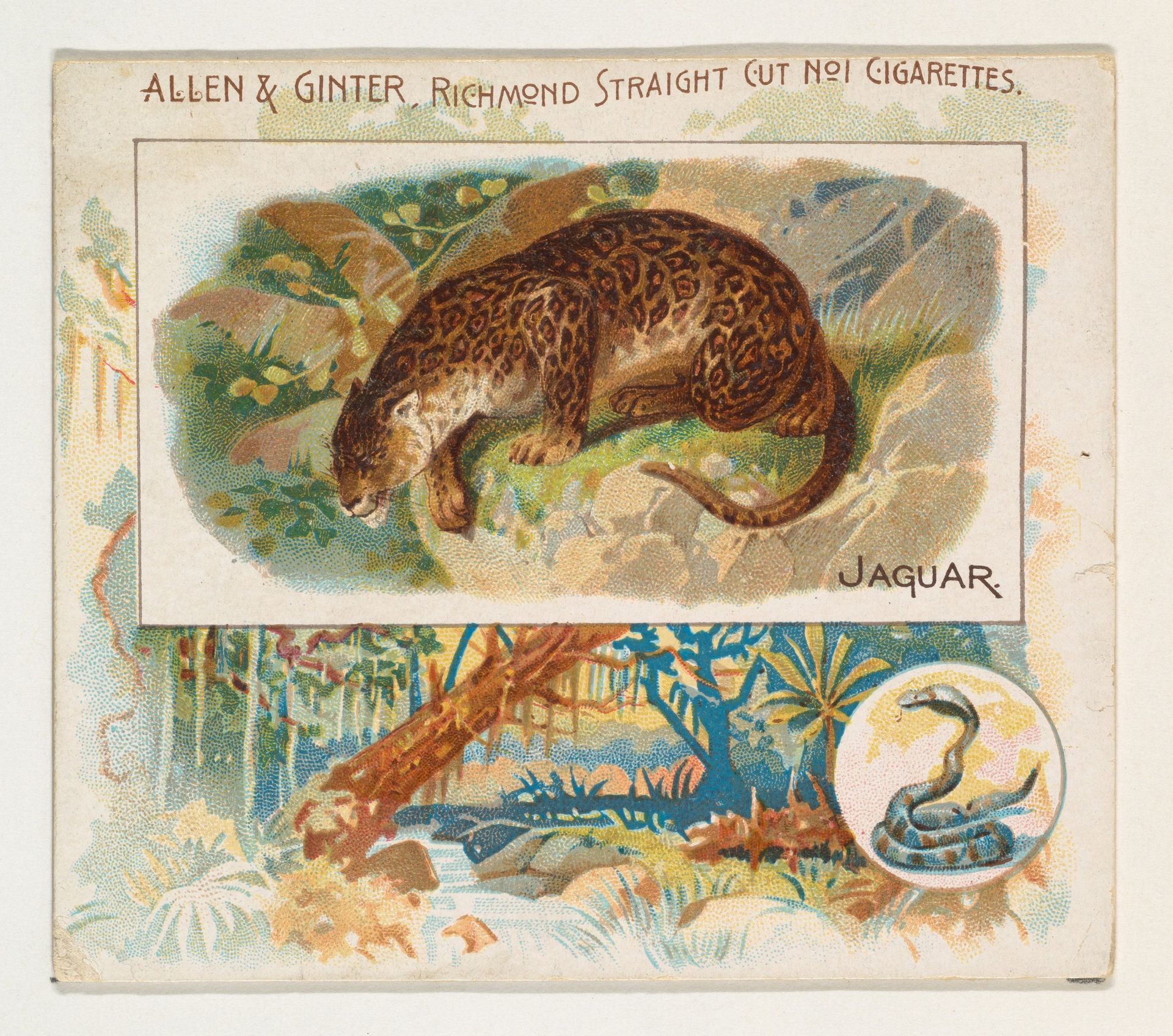 Jaguar, from Quadrupeds series (N41) for Allen & Ginter Cigarettes by Allen & Ginter