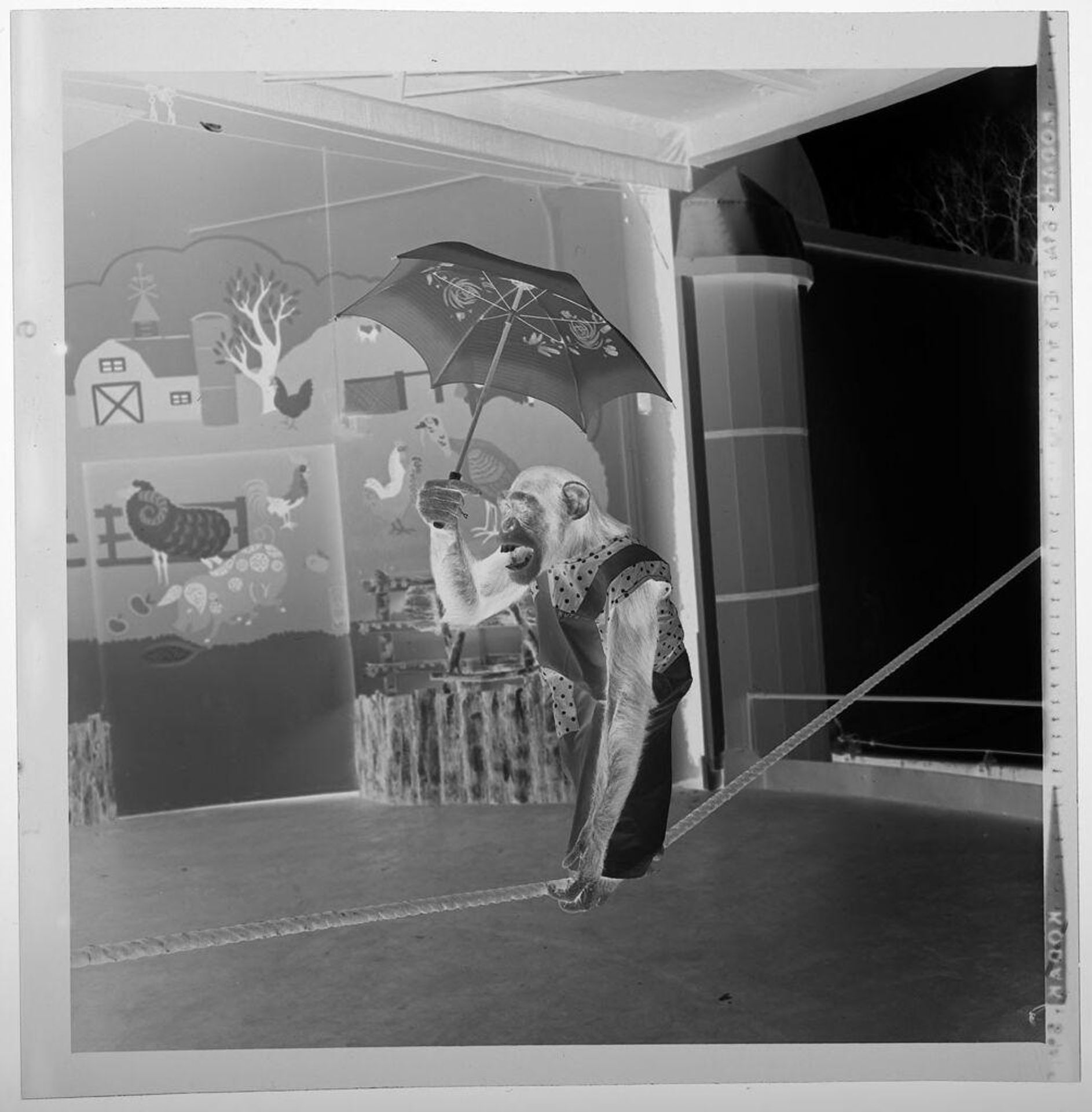 Untitled (chimp holding an umbrella) by Jack Gould