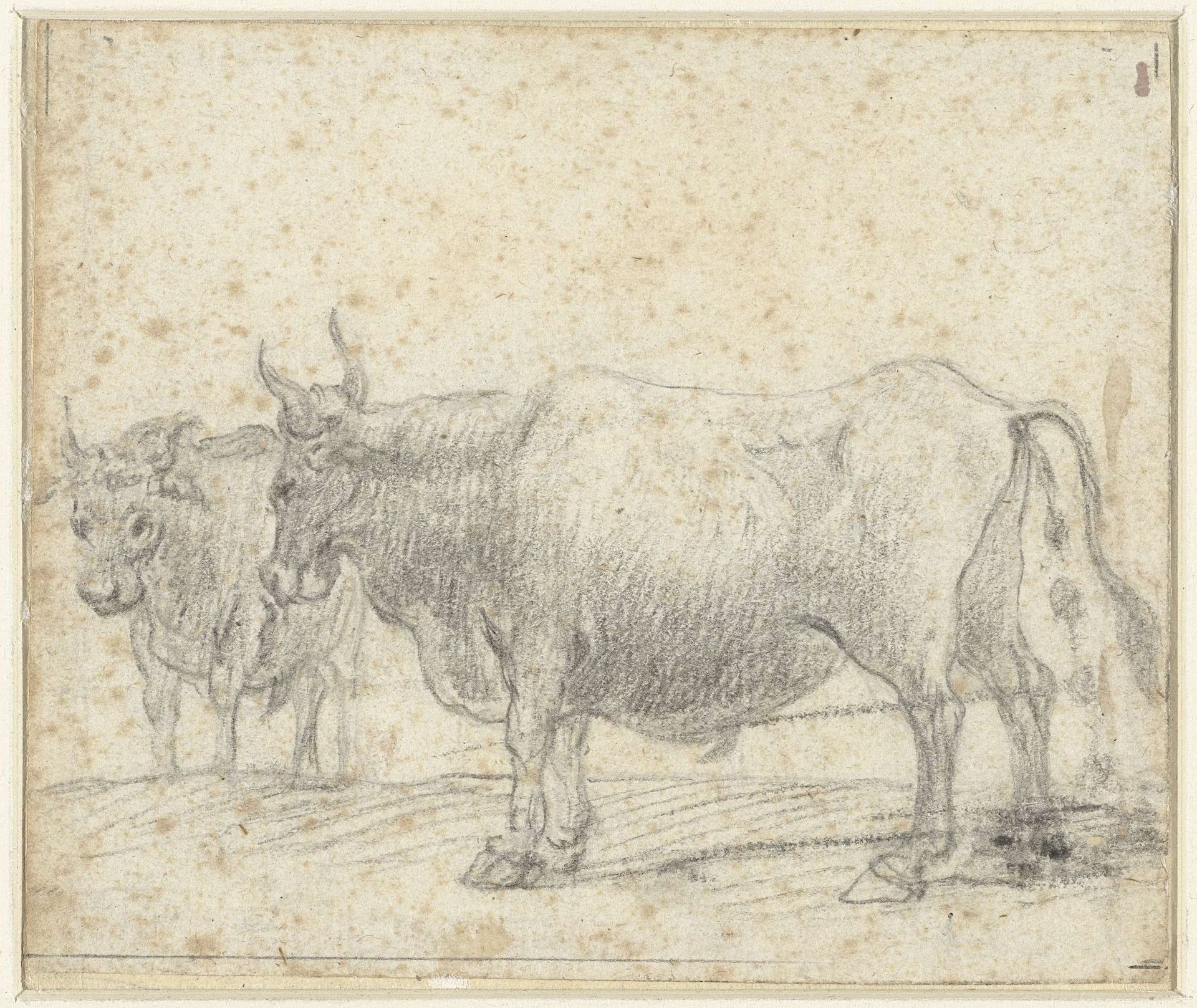 Twee koeien by Claude Lorrain