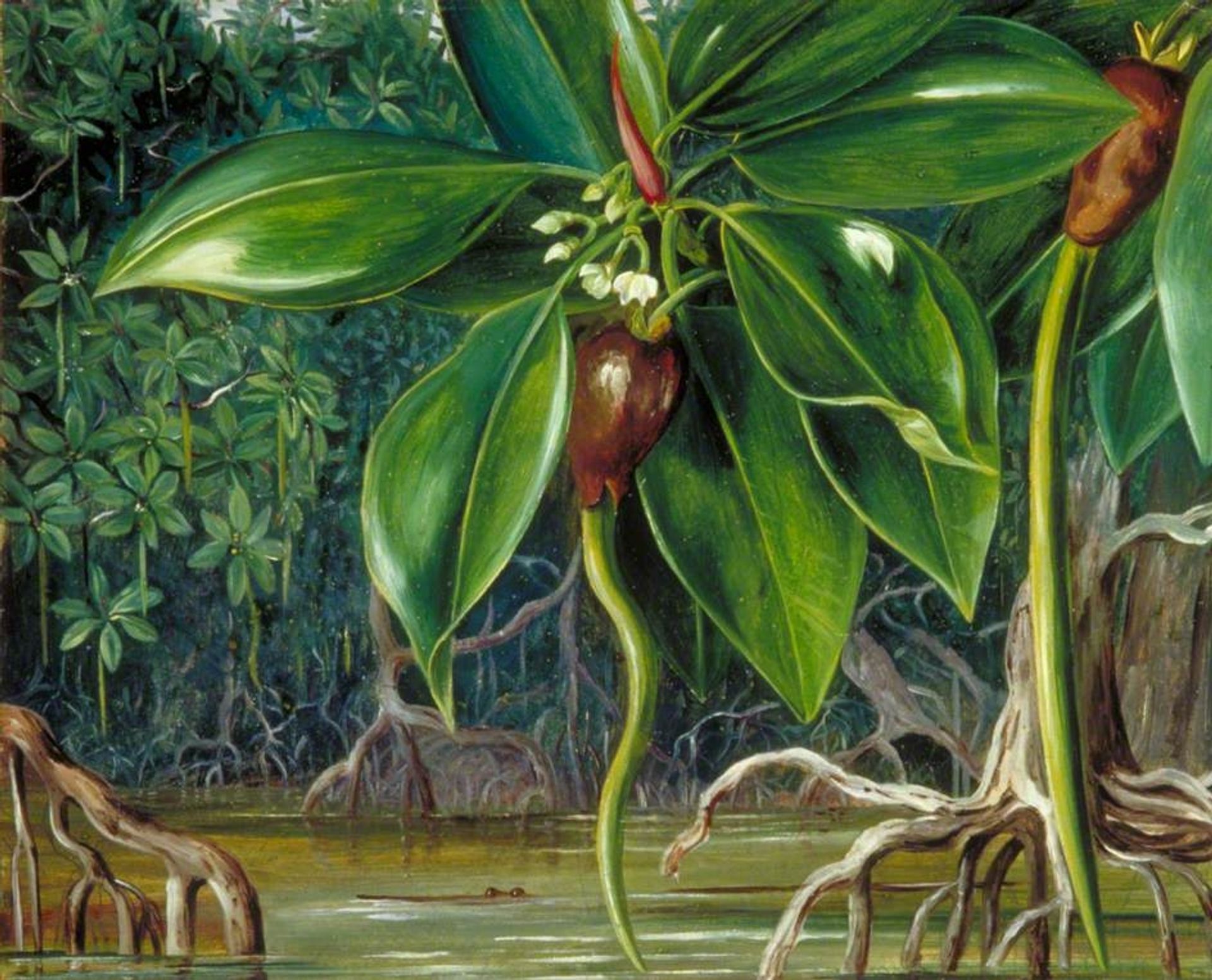 A Mangrove Swamp in Sarawak, Borneo by Marianne North