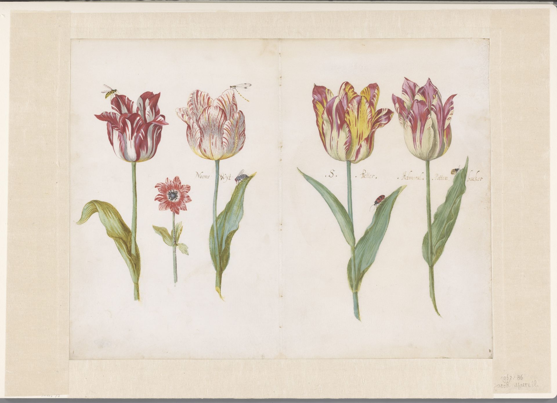 Sheet from a Tulip Book by Jacob Marrel