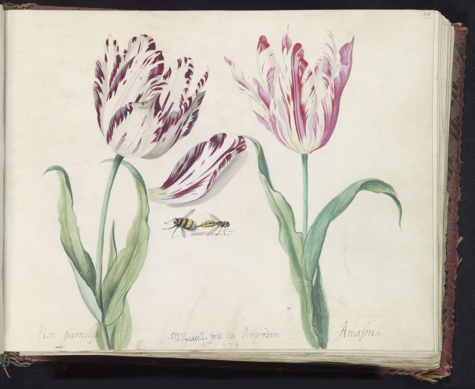 Twee tulpen met hommel en wesp by Jacob Marrel