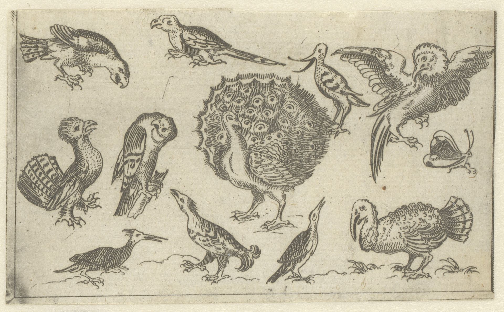 Allerlei vogels by Giacomo Franco