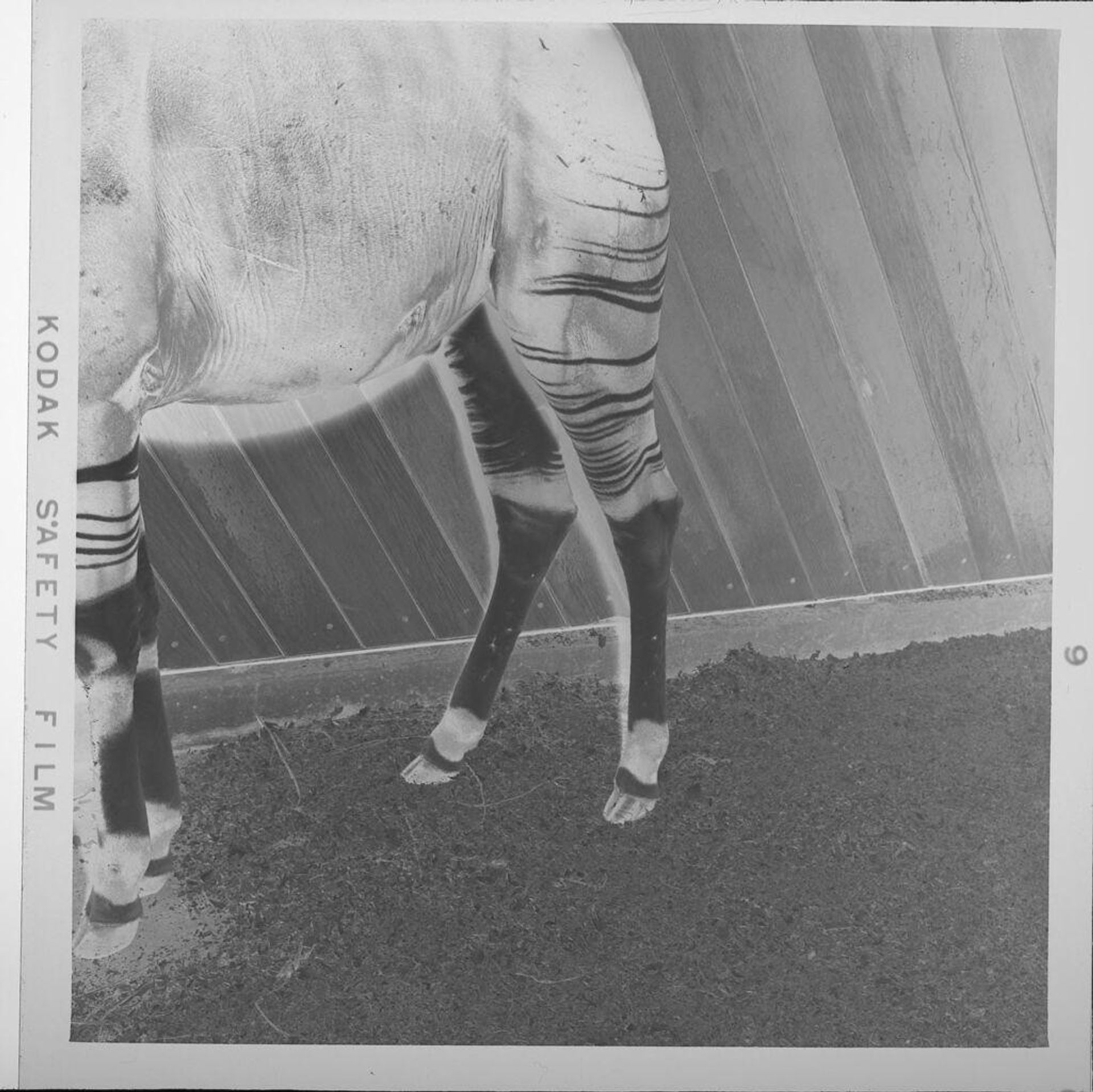 Untitled (hindquarters of animal in cage at zoo) by Jack Gould