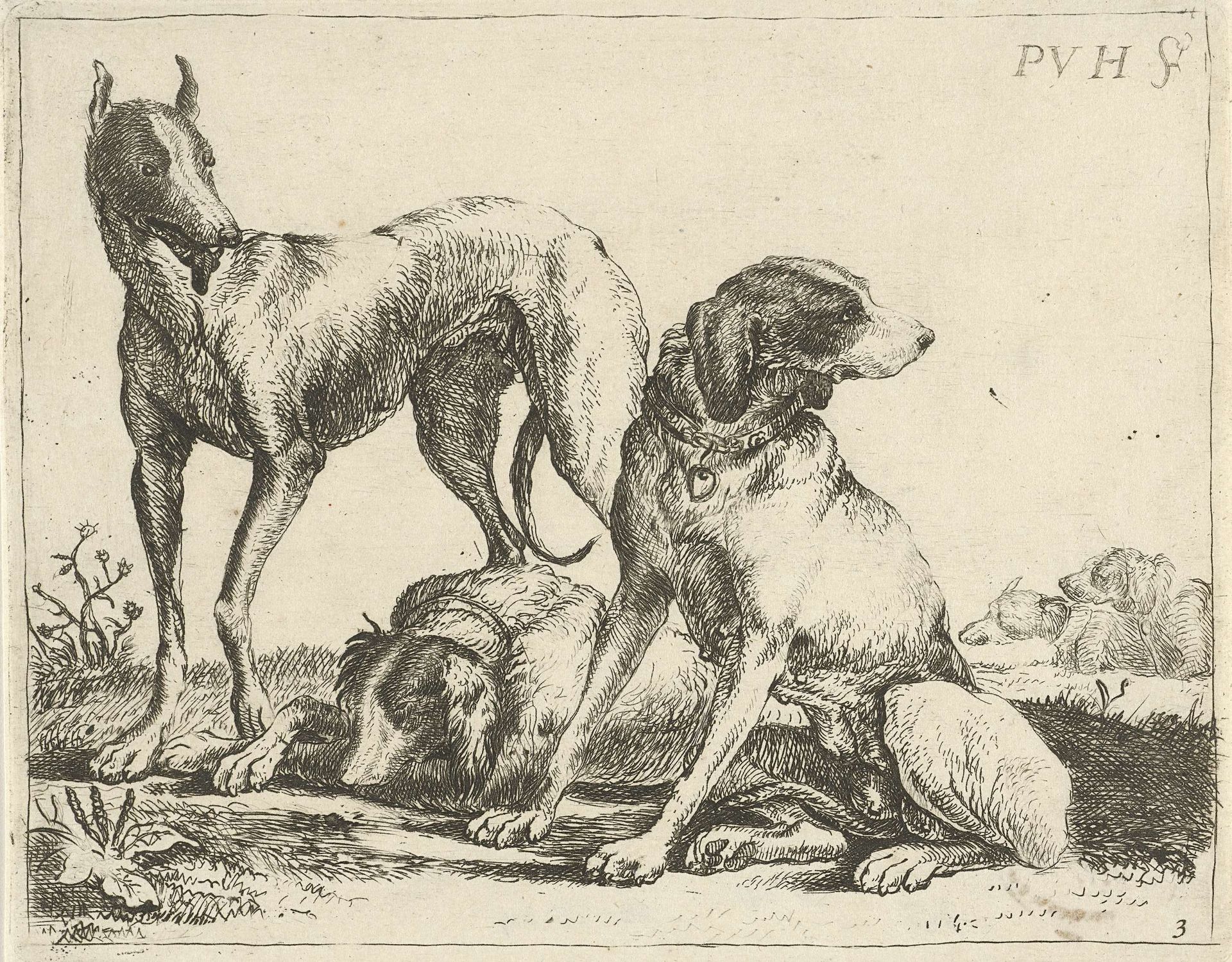 Drie honden by Pauwels van Hillegaert