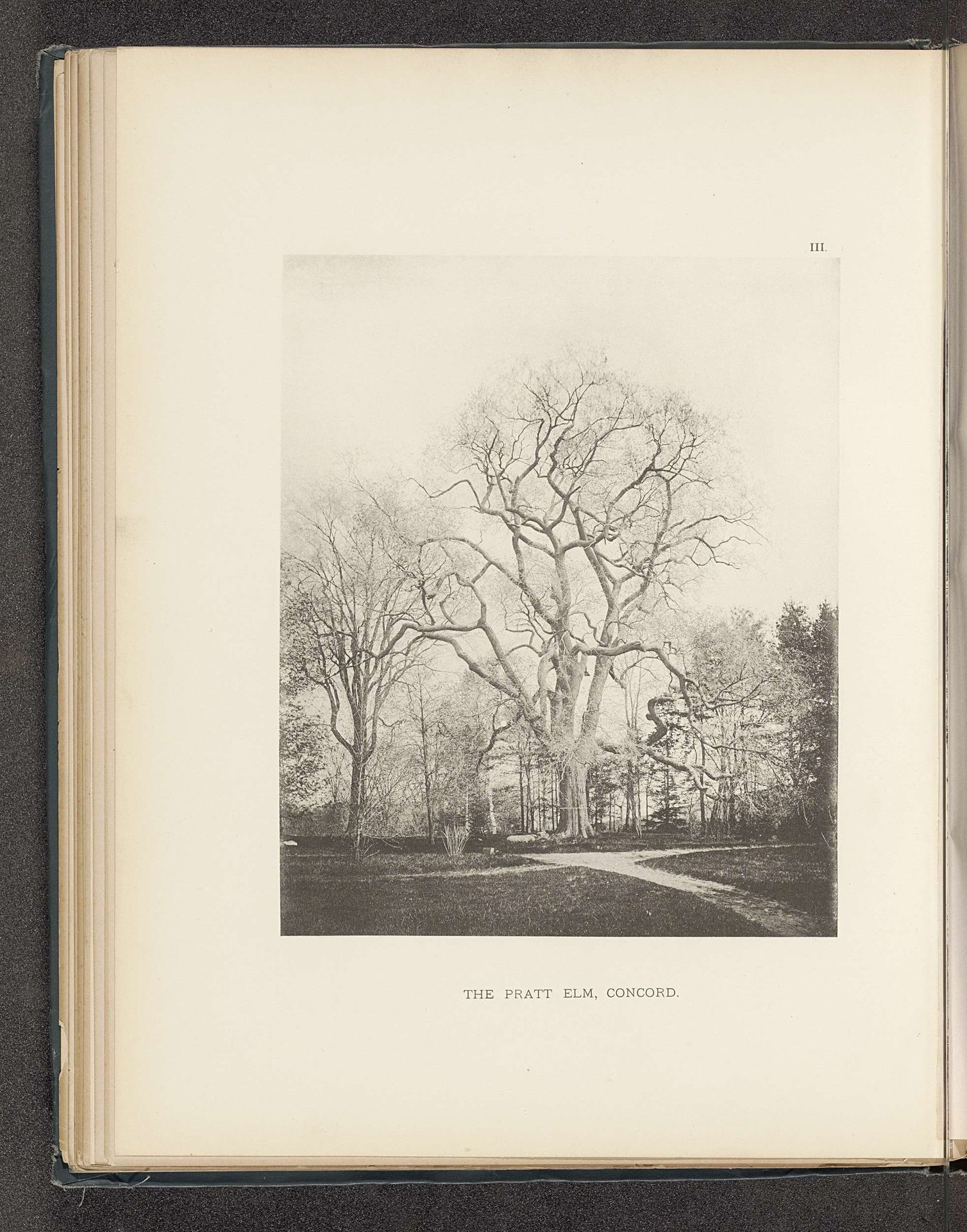 The pratt elm, Concord by Henry Brooks