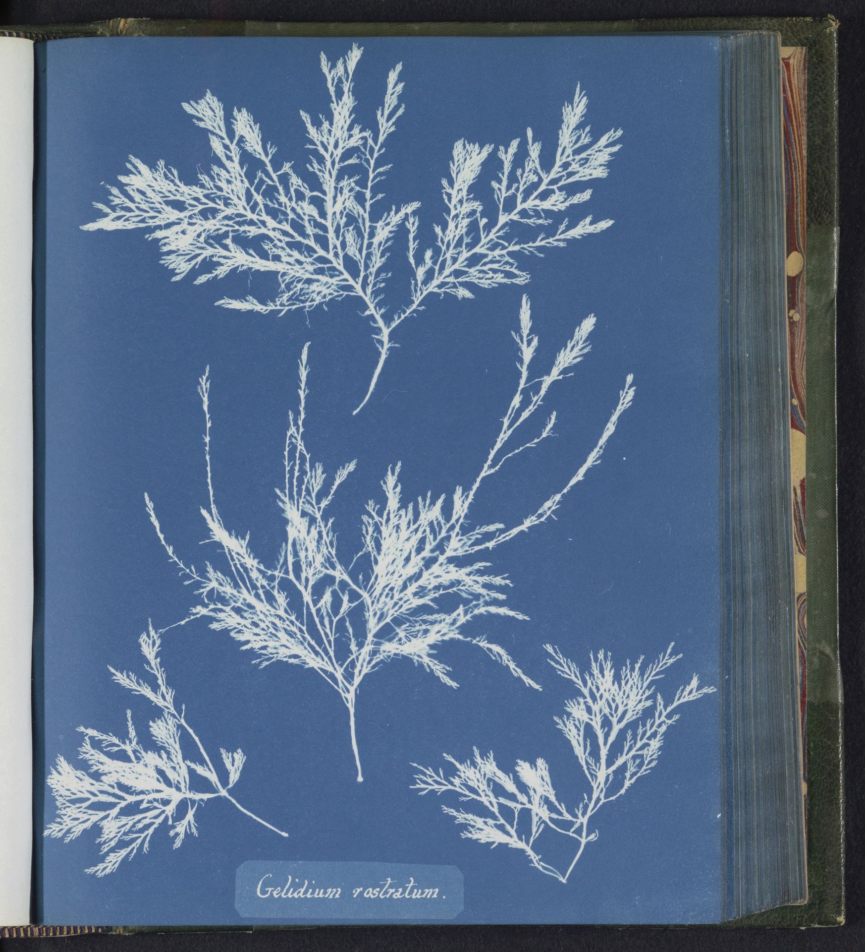 Gelidium rostratum by Anna Atkins