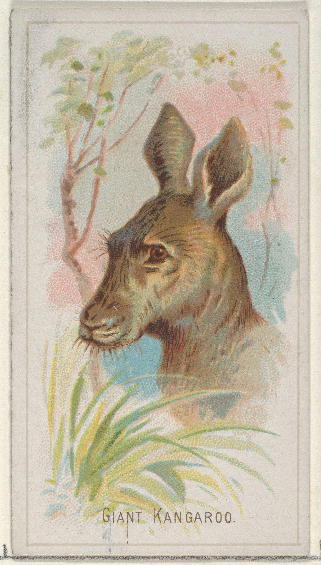 Giant Kangaroo, from the Wild Animals of the World series (N25) for Allen & Ginter Cigarettes by Allen & Ginter