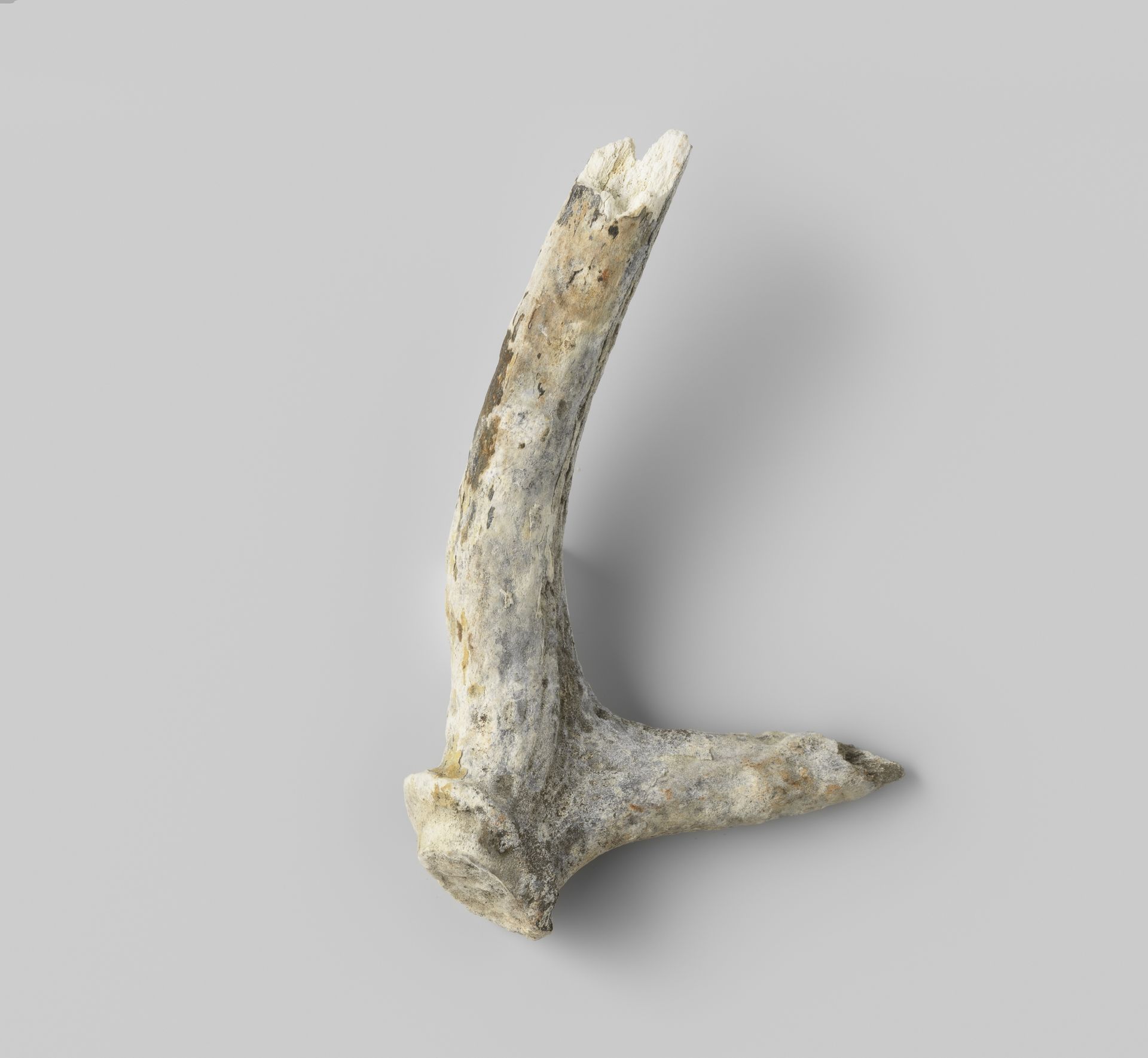 Fragment gewei uit V.O.C.-schip de 'Witte Leeuw' by niet van toepassing