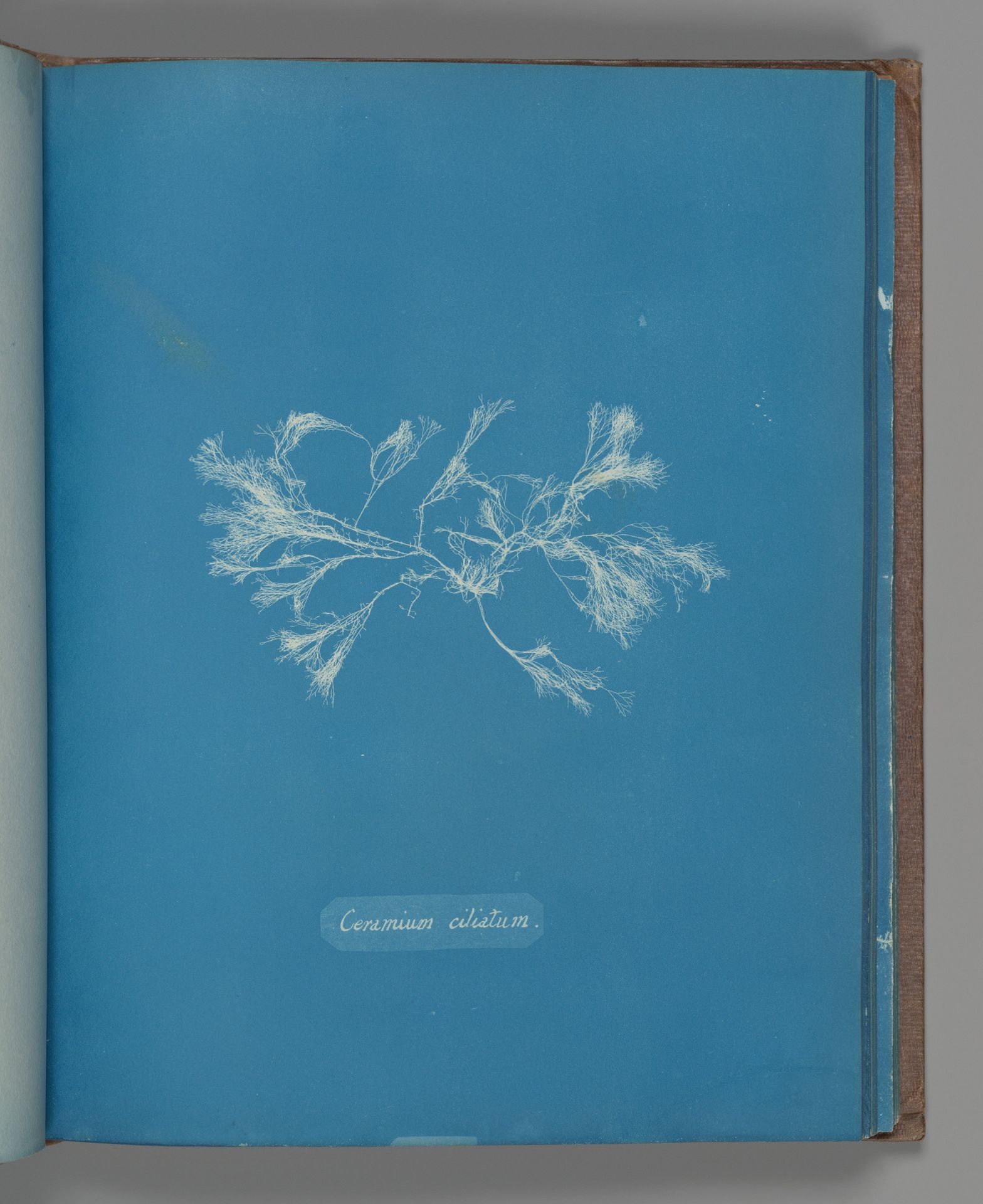 Ceramium ciliatum by Anna Atkins
