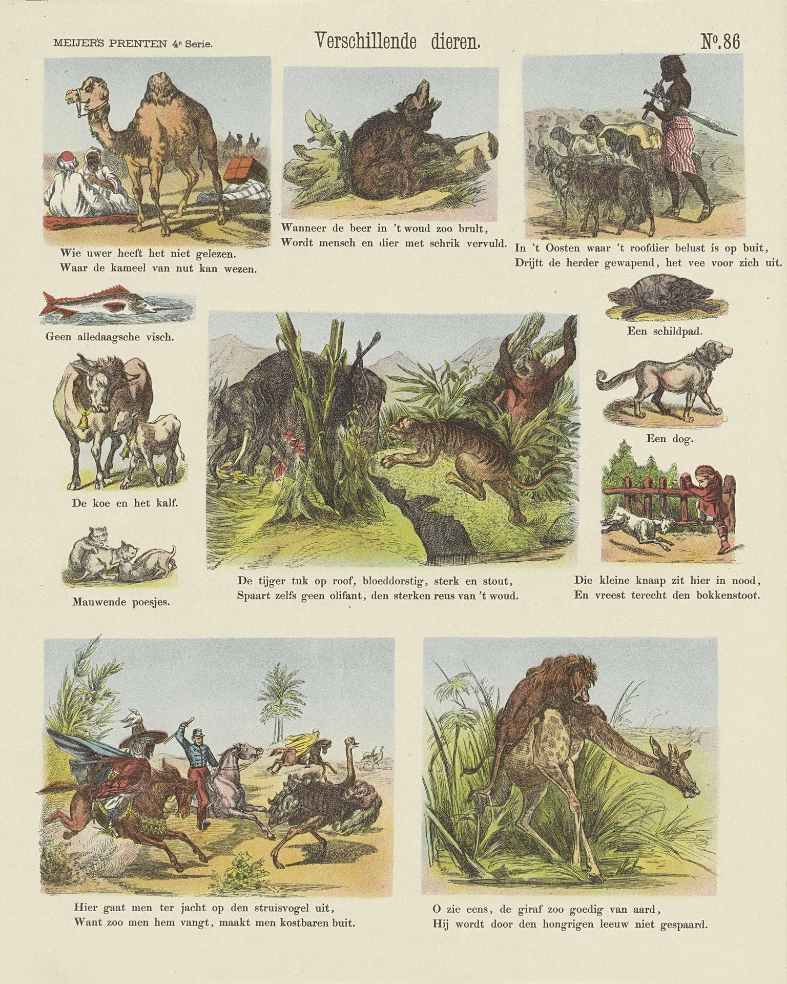 Verschillende dieren by De Ruyter & Meijer