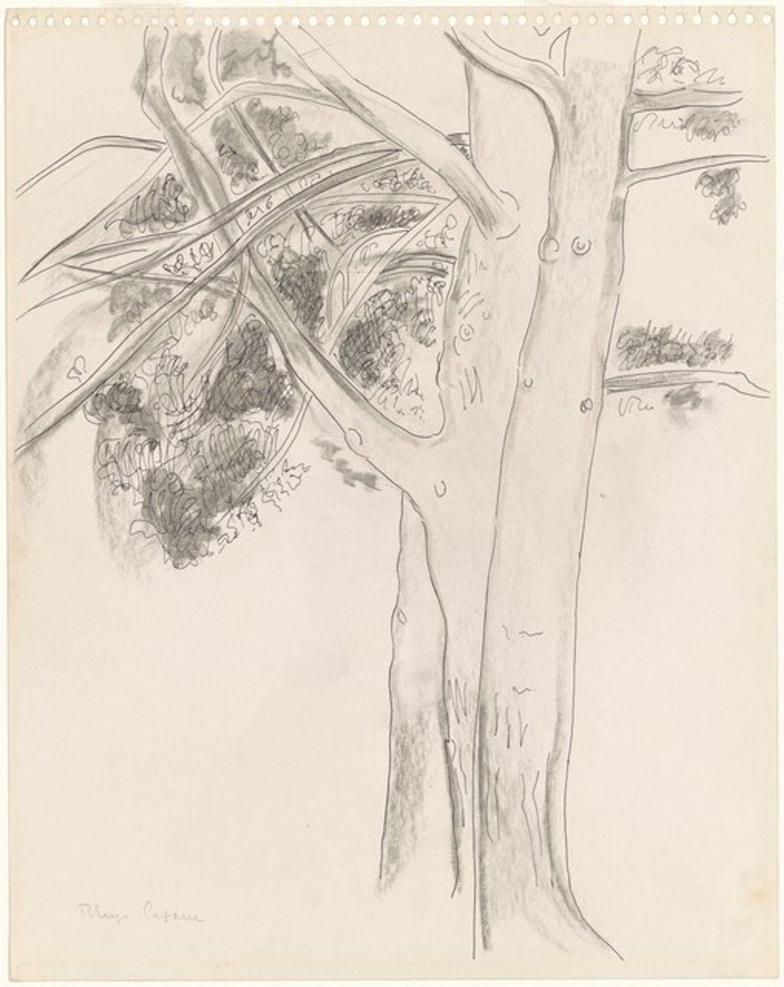 Three Trees by Rhys Caparn