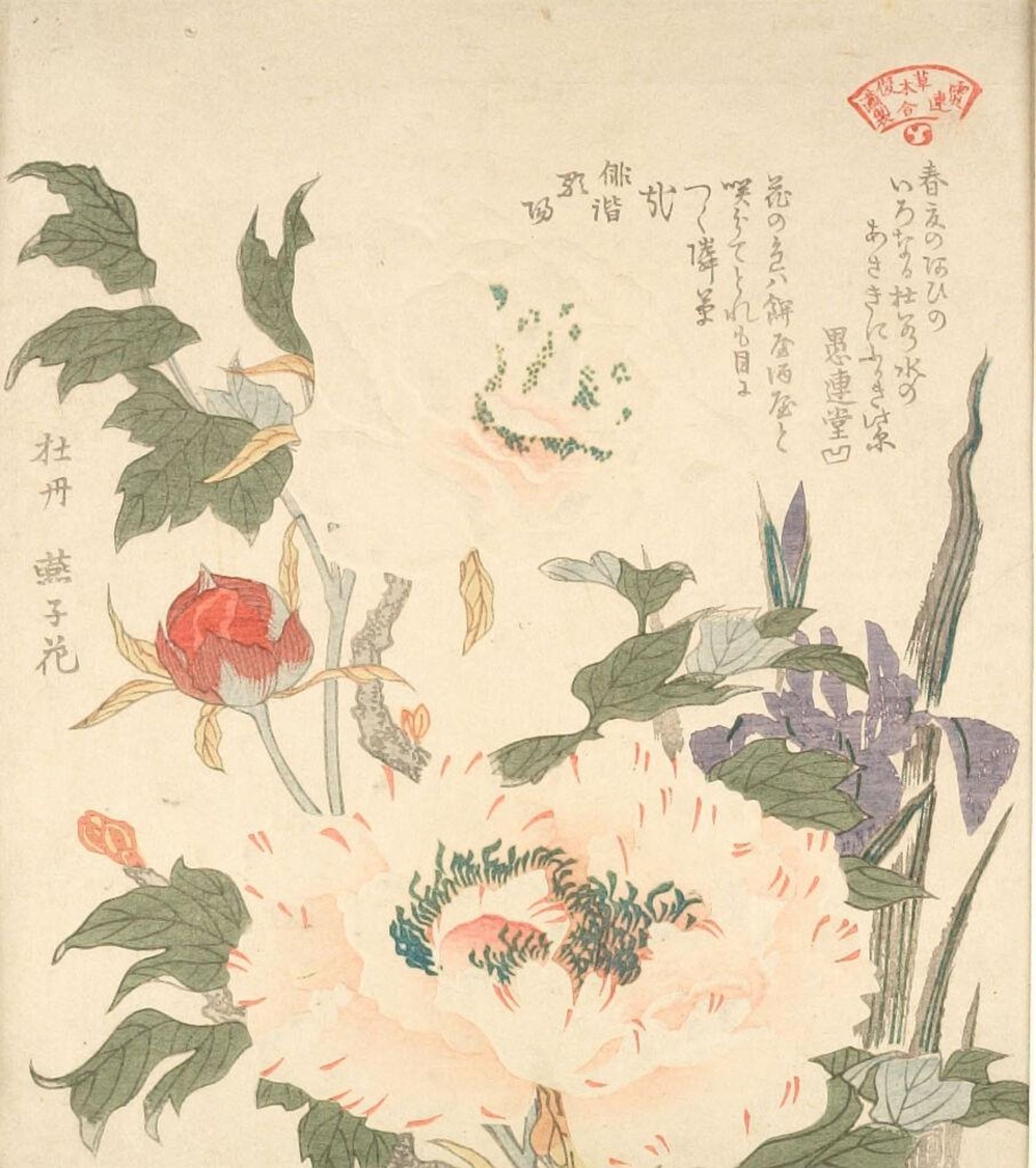 Iris (Kakitsubata) and Peony (Botan), from the series An Array of Plants for the Kasumi Circle (Kasumi-ren sÅmoku awase), with poems by Gurendo Nakakubo and Haikai Utaba (Utagaki Magao) by Kubo Shunman