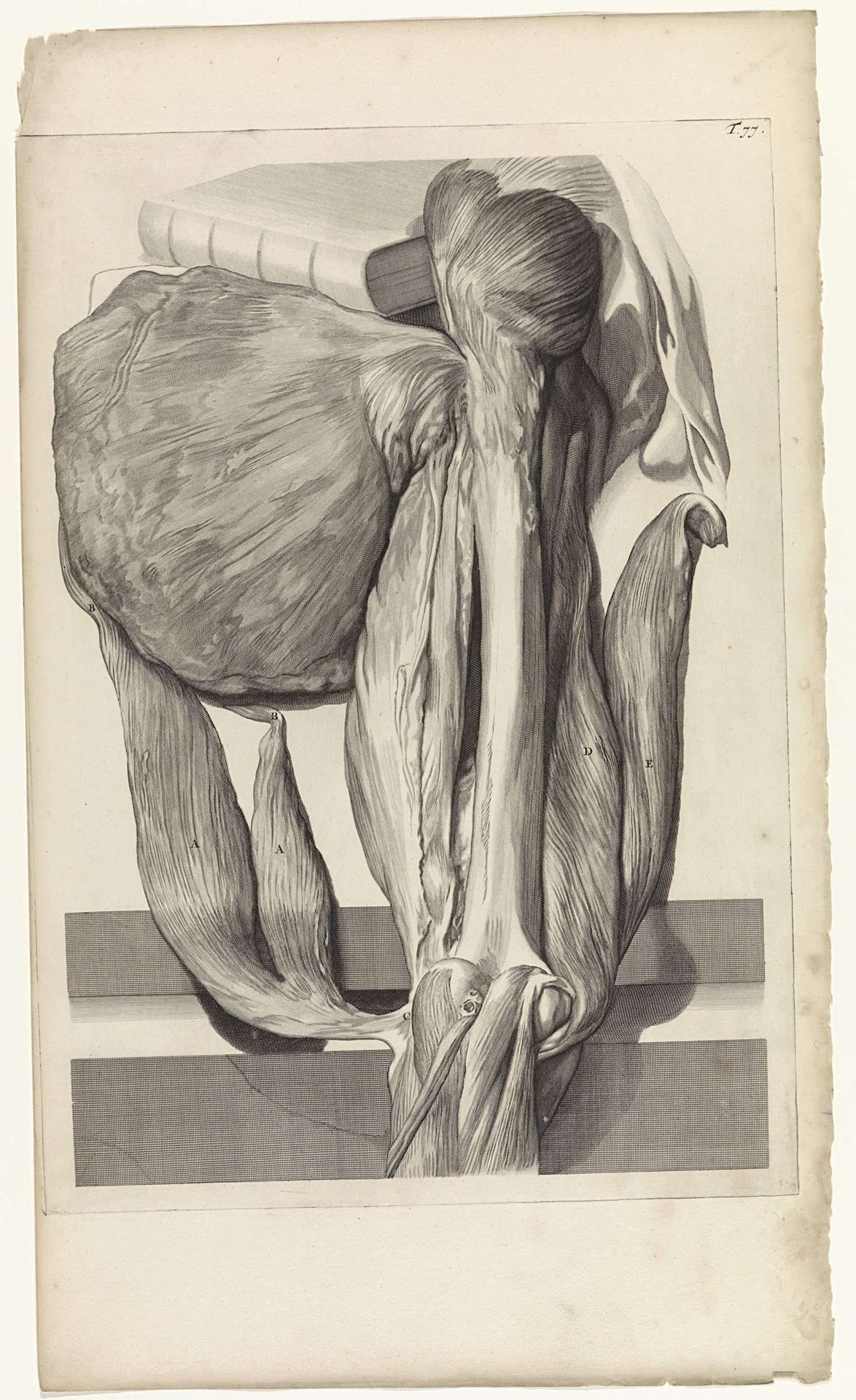 Anatomische studie van het bot en de spieren van het linkerdijbeen by Pieter van Gunst
