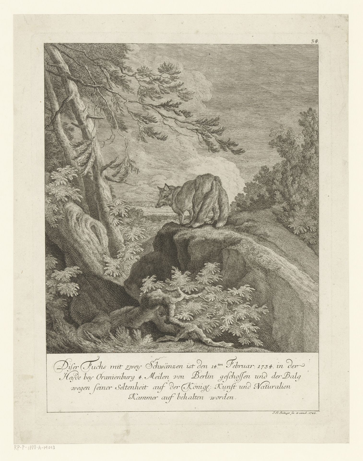 Vos met twee staarten by Johann Elias Ridinger