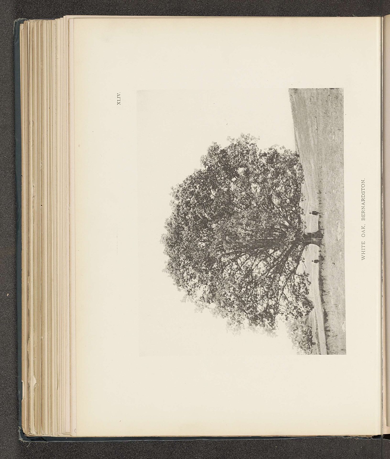 White oak, Bernardston by Henry Brooks