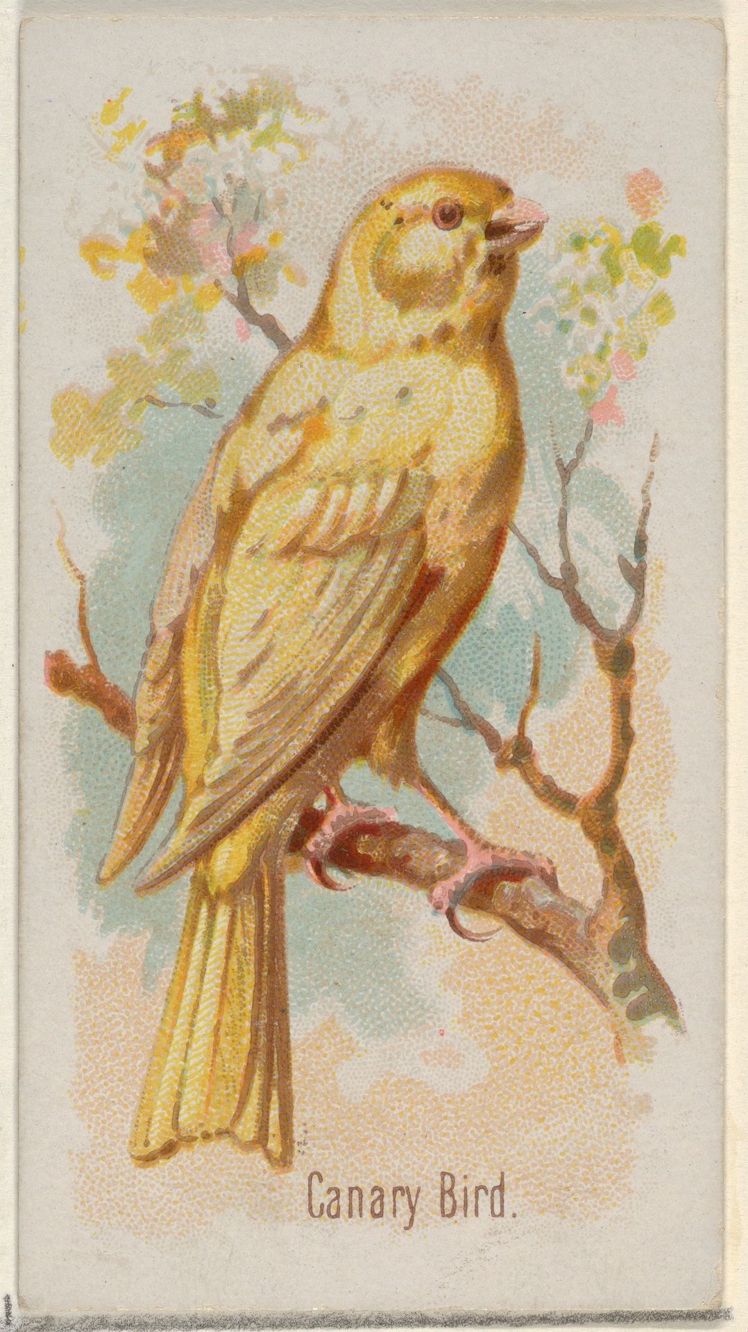 Canary Bird, from the Song Birds of the World series (N23) for Allen & Ginter Cigarettes by Allen & Ginter