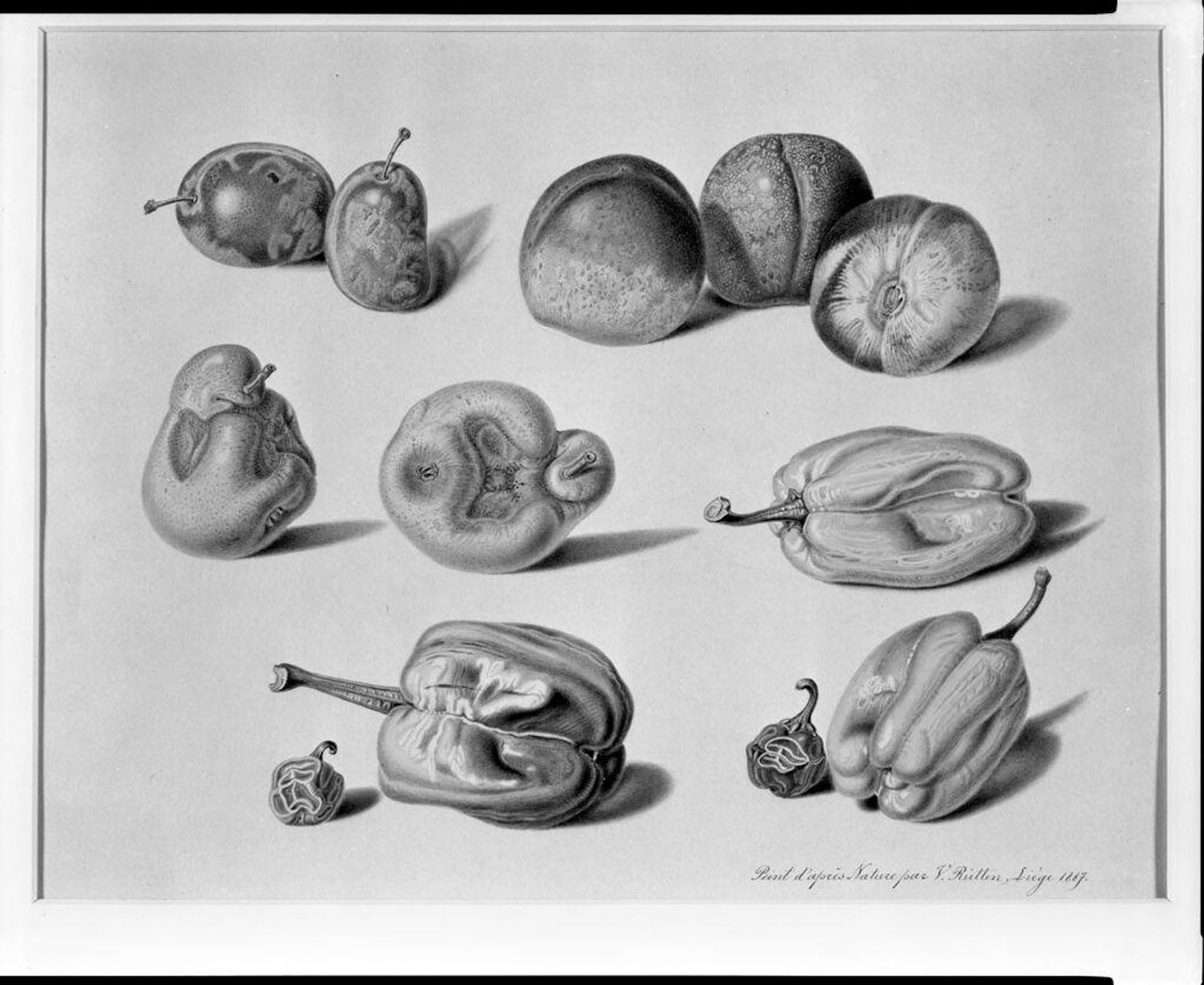 Studies of Fruit and Vegetables by V. Rutten