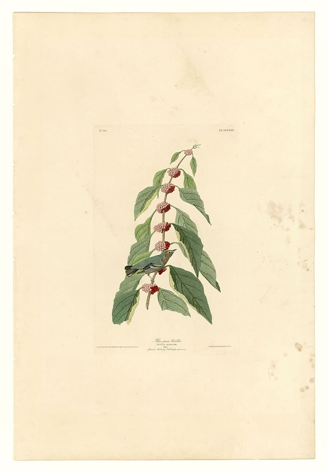 Plate 49. Blue-green Warbler by John James Audubon