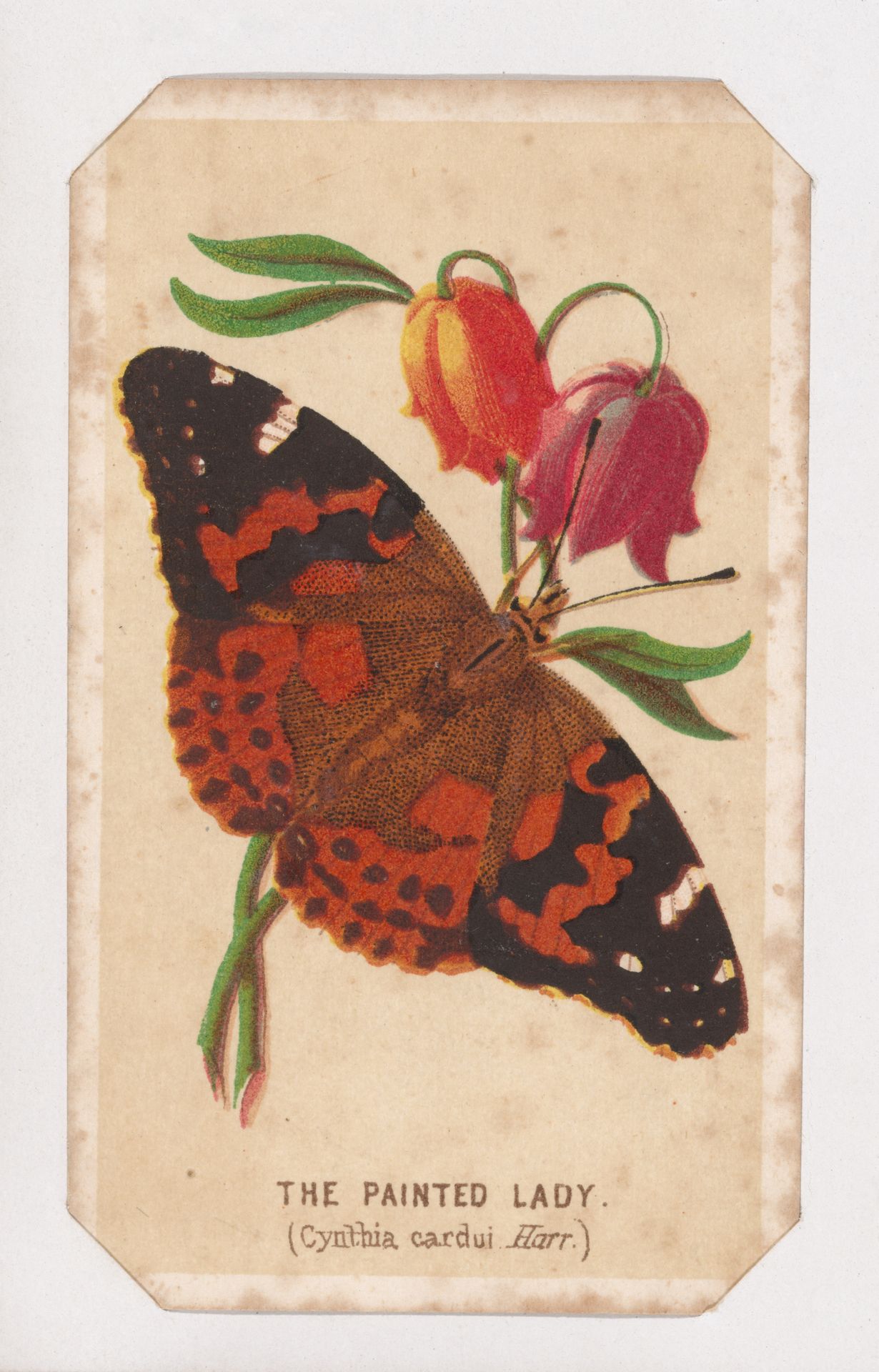 The Painted Lady butterfly card from the Butterflies and Moths of America series by Louis Prang & Co.