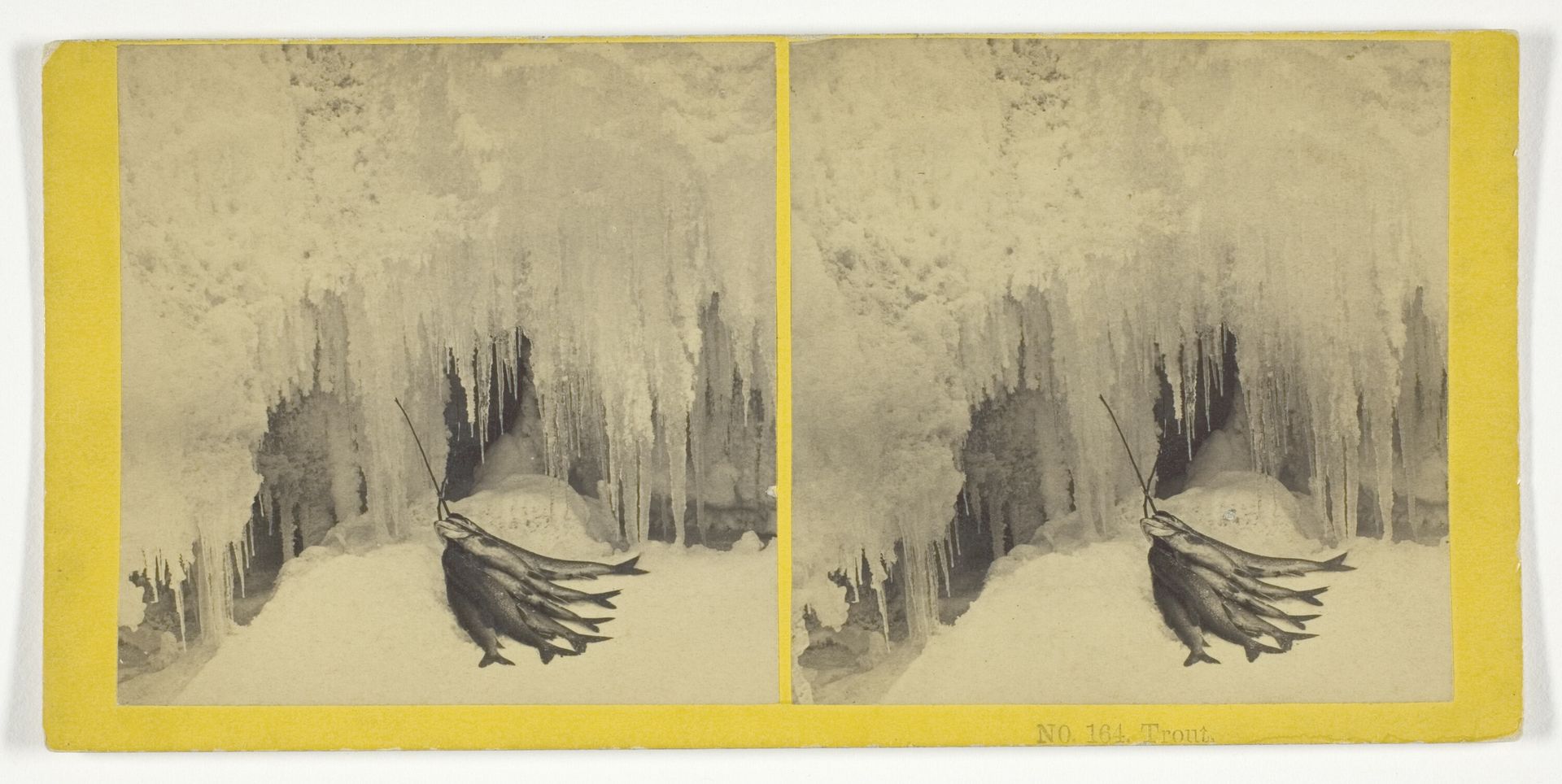 Trout by Kilburn Brothers