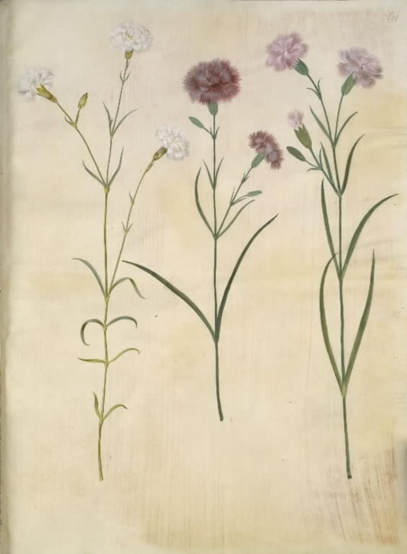 Dianthus plumarius (fjer-nellike) by Hans Simon Holtzbecker