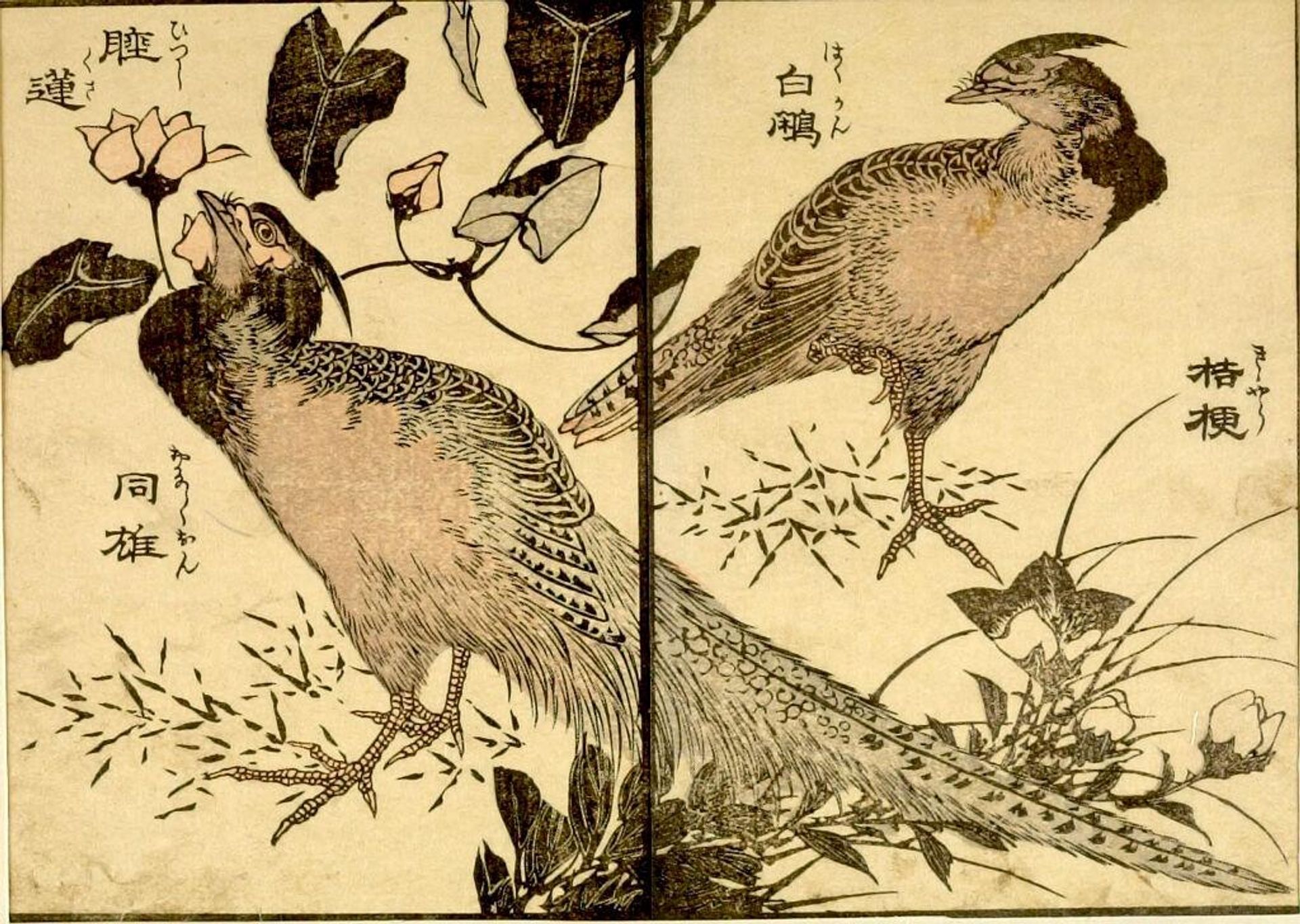 from the illustrated book "KachÅ gaden" by Katsushika Taito II äºä»£èé£¾æ´æ