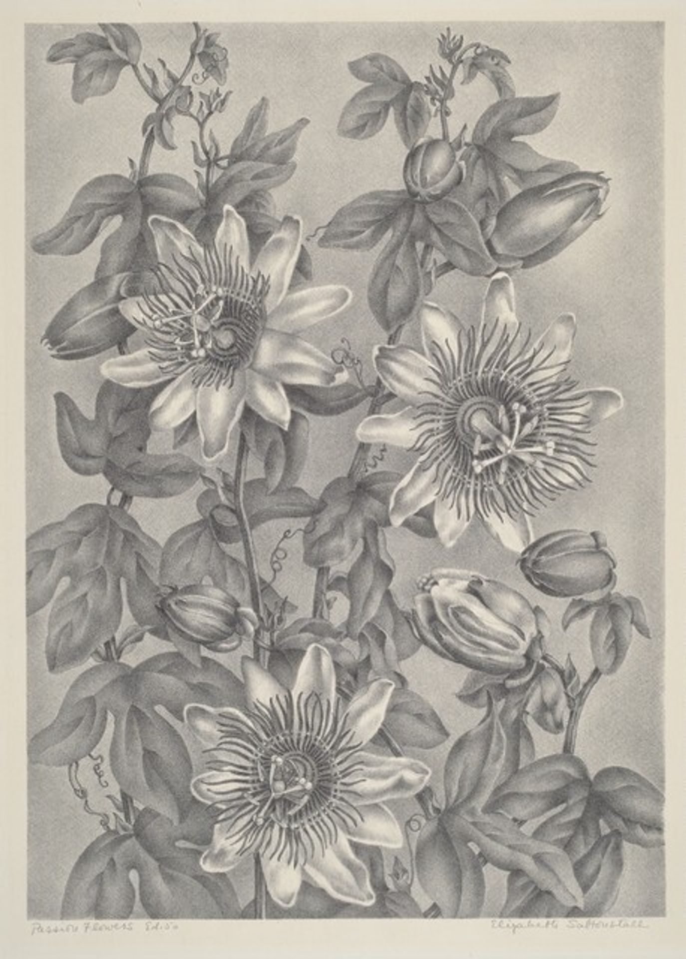 Passion Flowers by Elizabeth Saltonstall
