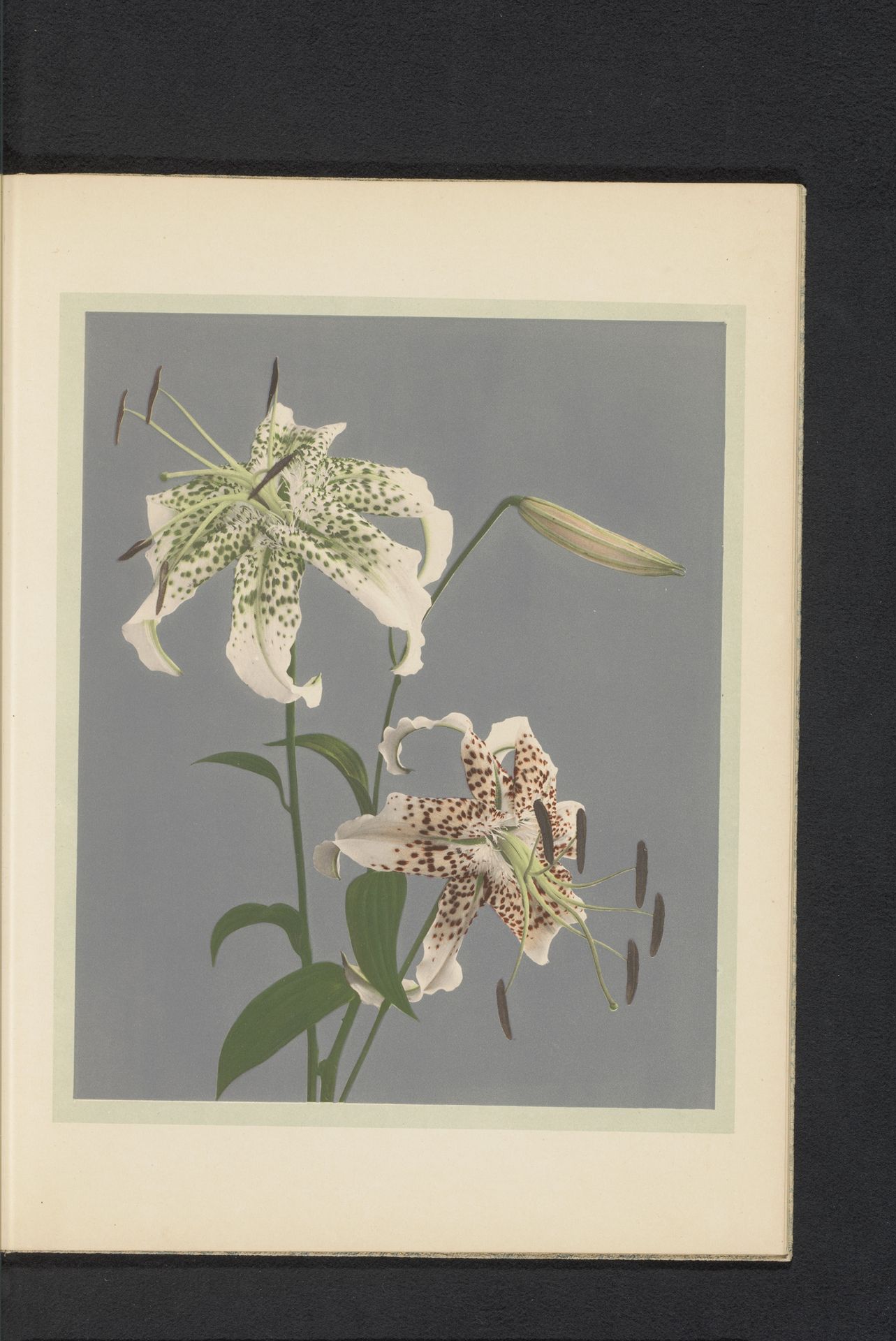 Lilium speciosum of Japanse lelies by Kazumasa Ogawa
