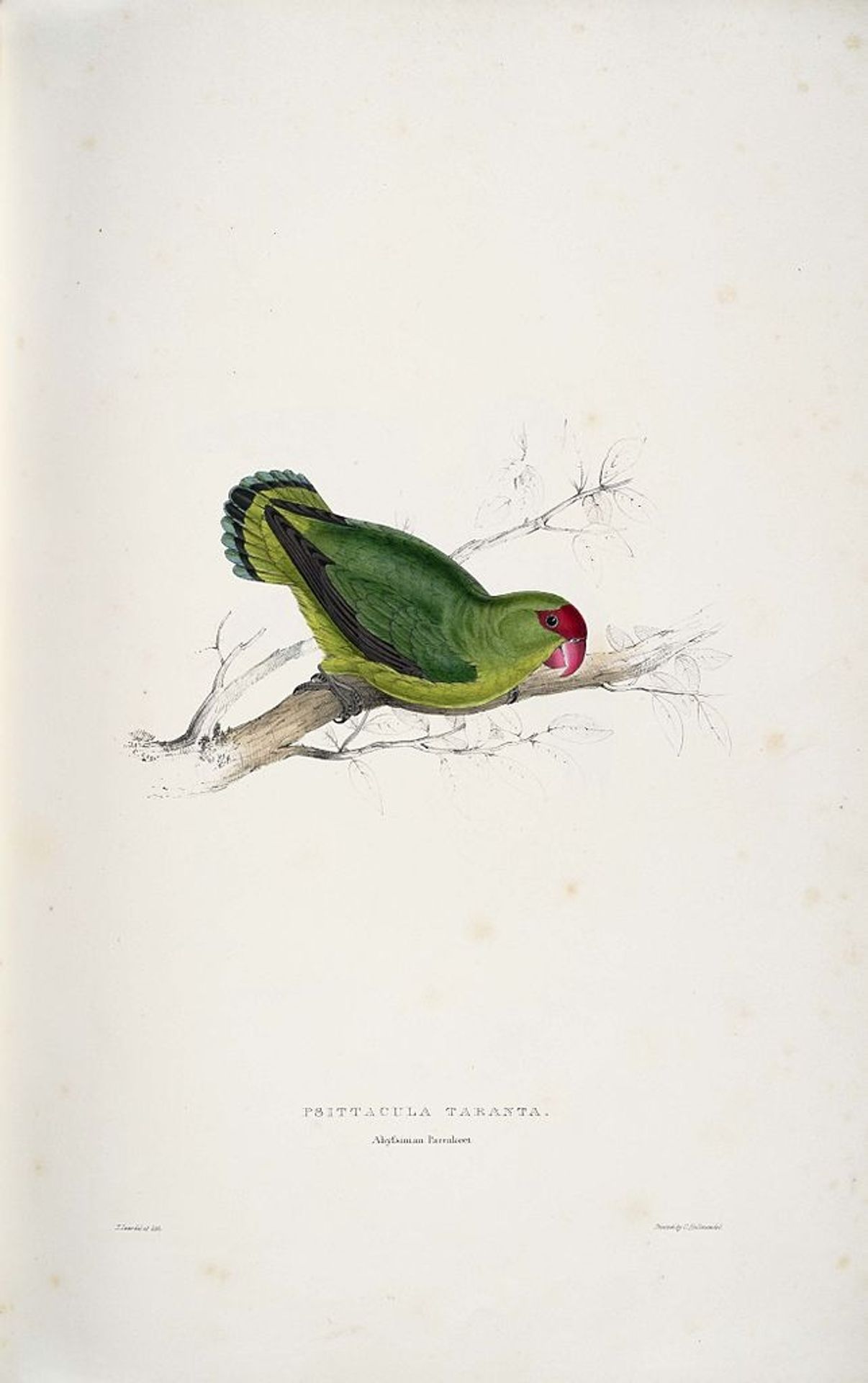 Psittacula taranta. Abyssinian parrakeet (Abyssinian Lovebird) by Edward Lear