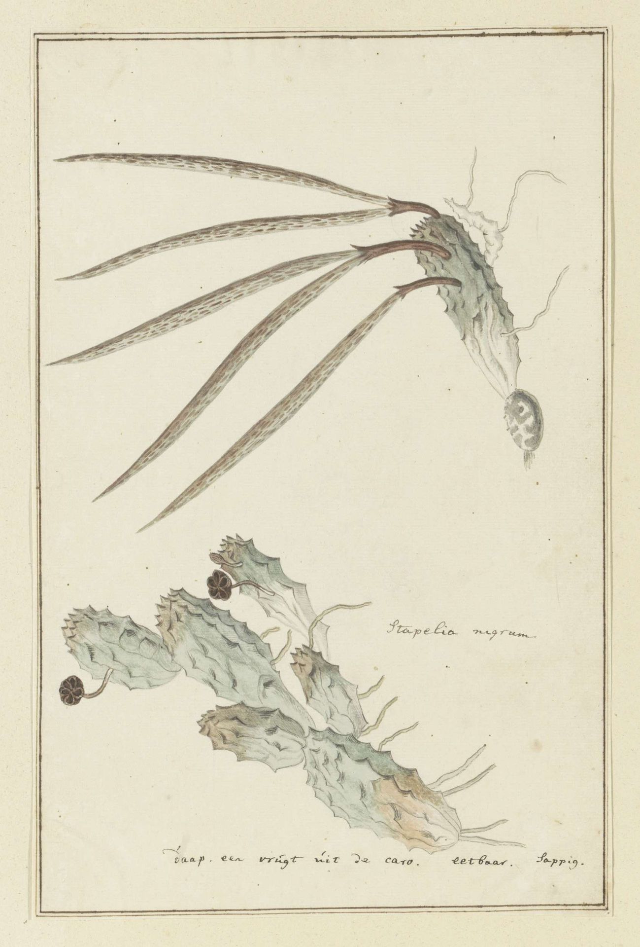 Pectinaria articulata (Ait.) Haw. by Robert Jacob Gordon