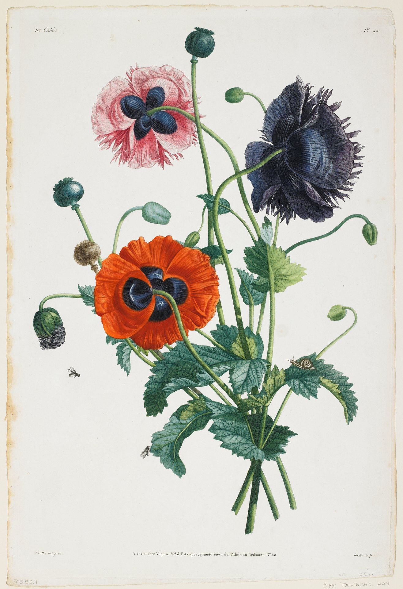 Study of Three Types of Poppies by Anonymous
