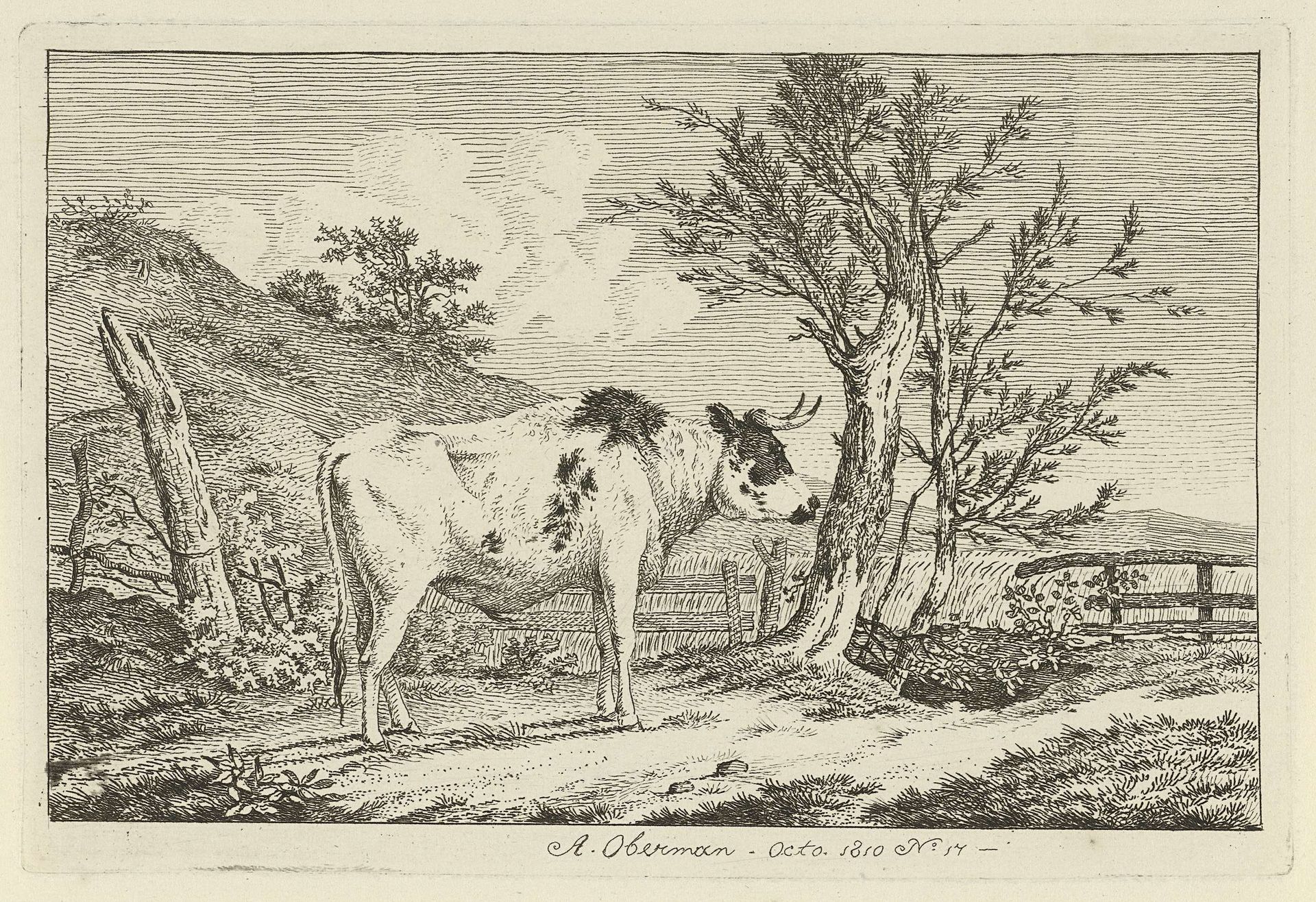 Stier in een landschap by Anthony Oberman