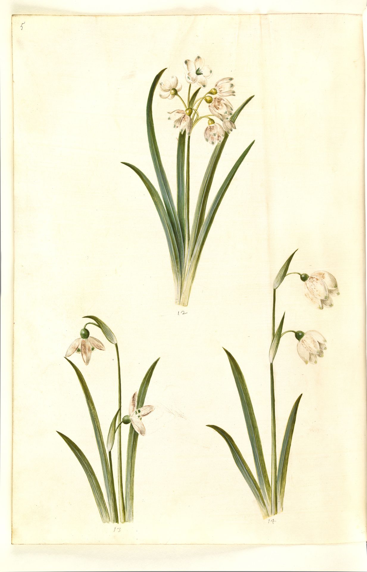 Leucojum aestivum (sommer-hvidblomme); Galanthus nivalis (almindelig vintergæk); Leucojum vernum (dorotealilje) by Hans Simon Holtzbecker