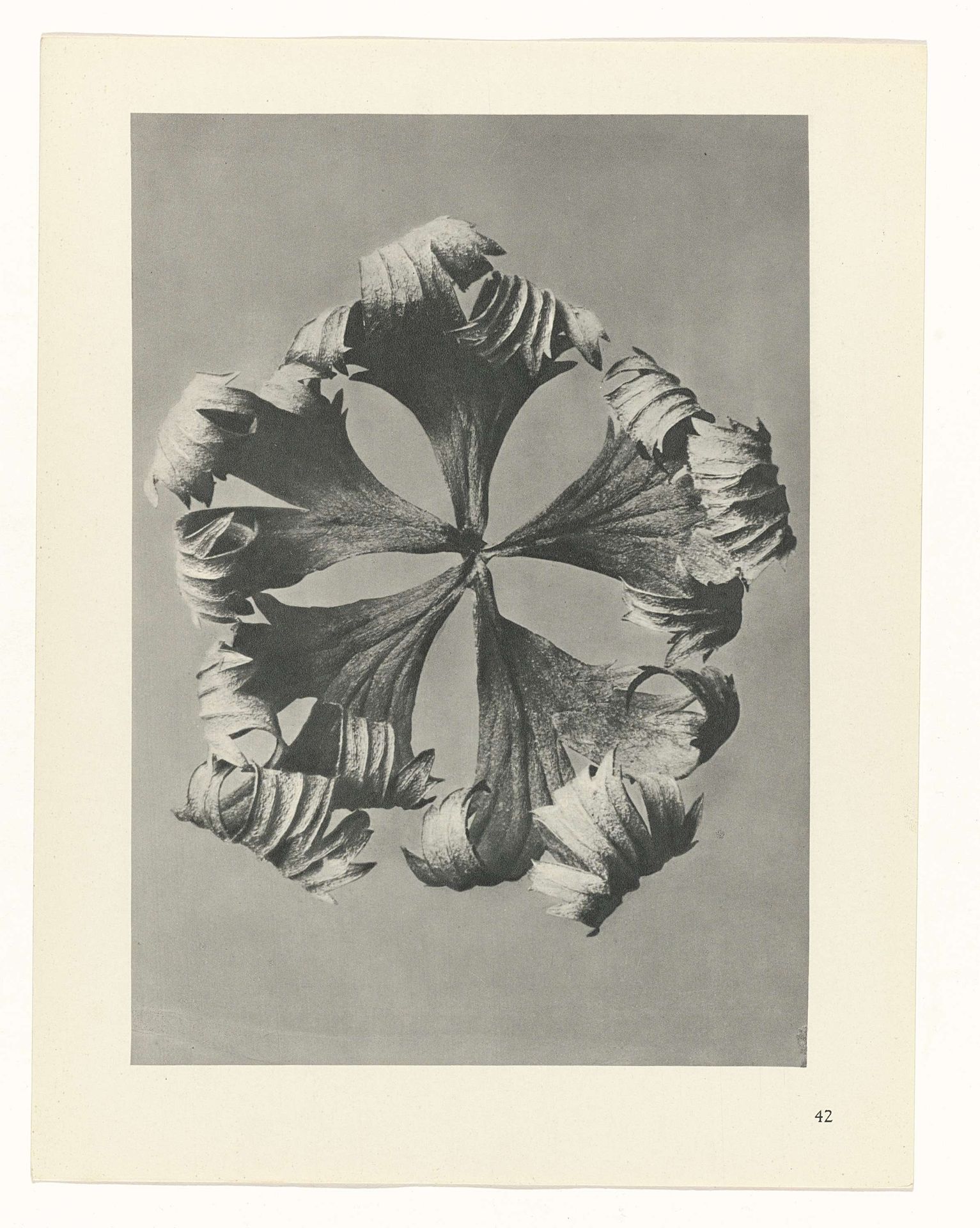 Plantstudie by Karl Blossfeldt