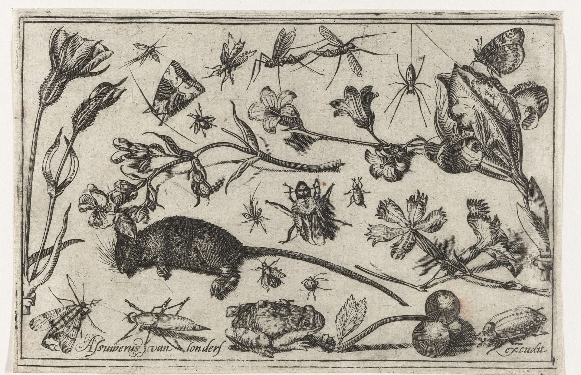 Bloemen, insecten, een kikker en een dode muis by Nicolaes de Bruyn