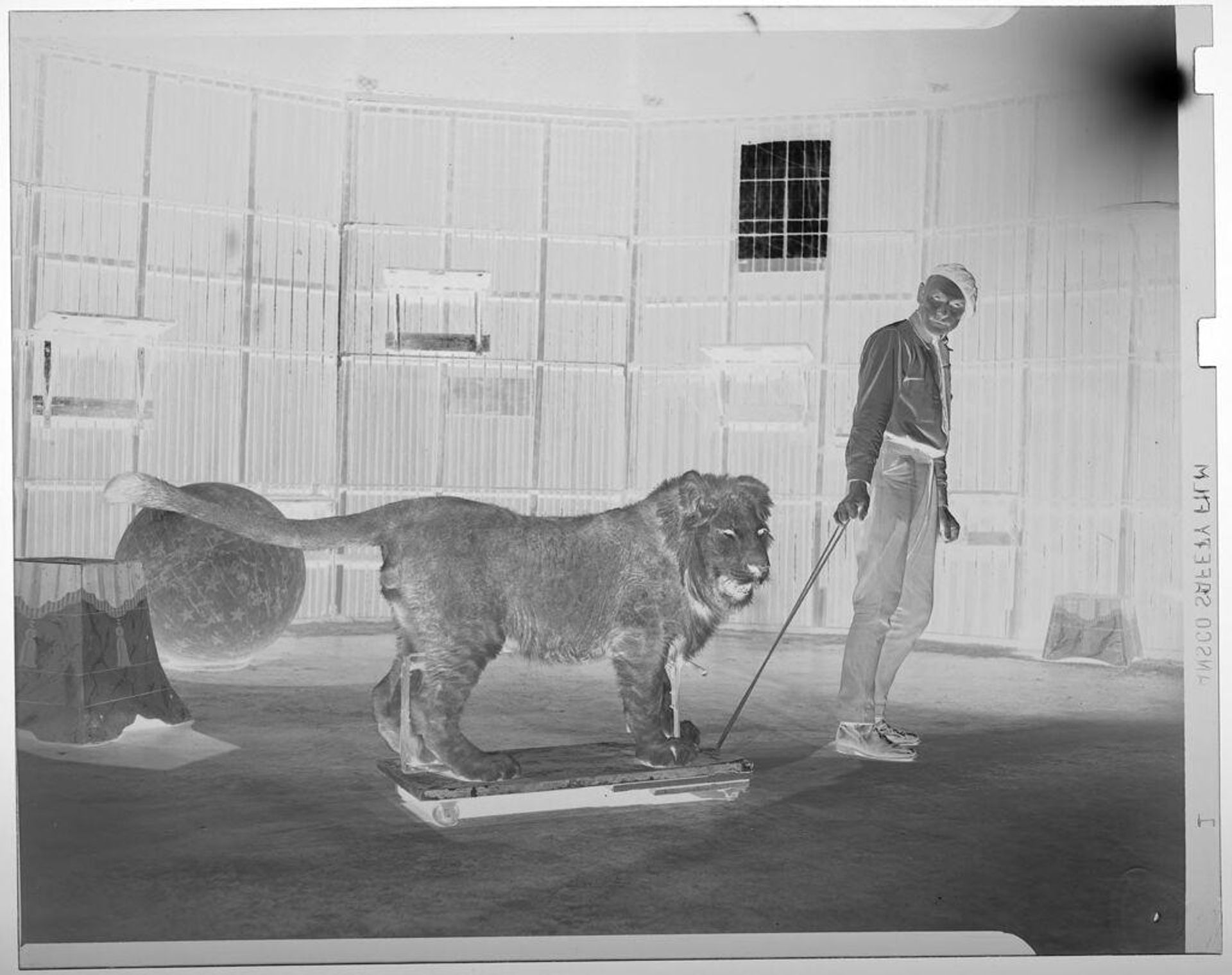 Untitled (lion trainer pullin lion on sled inside large cage) by Jack Gould