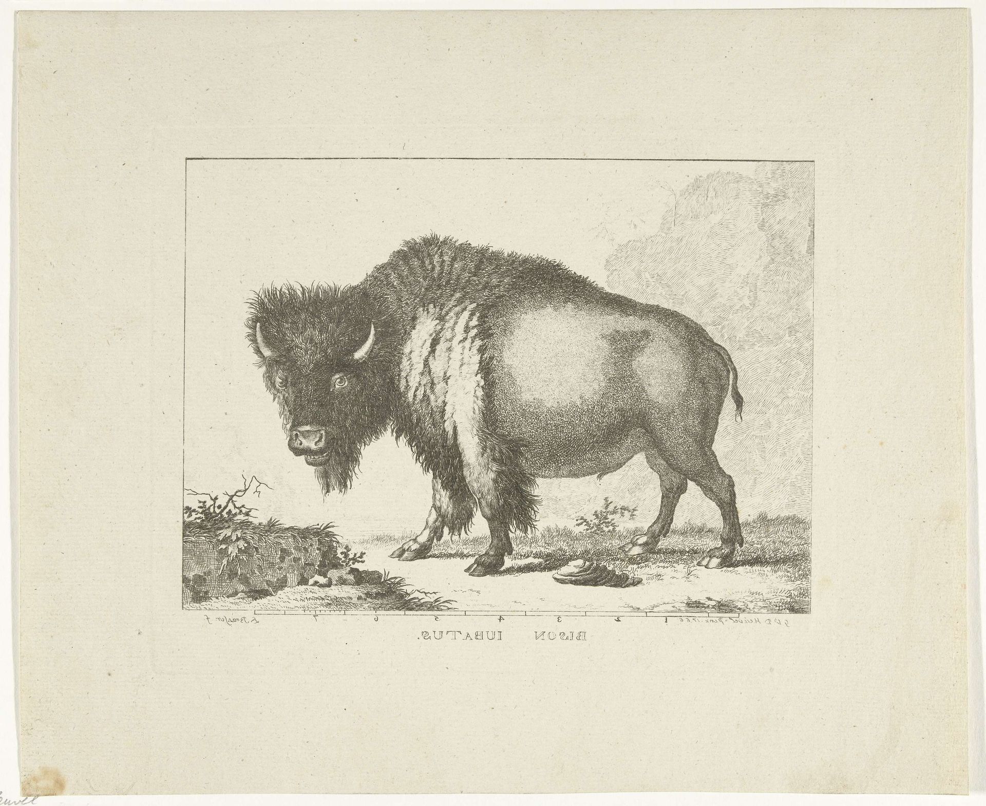 Bizon by Leendert Brasser