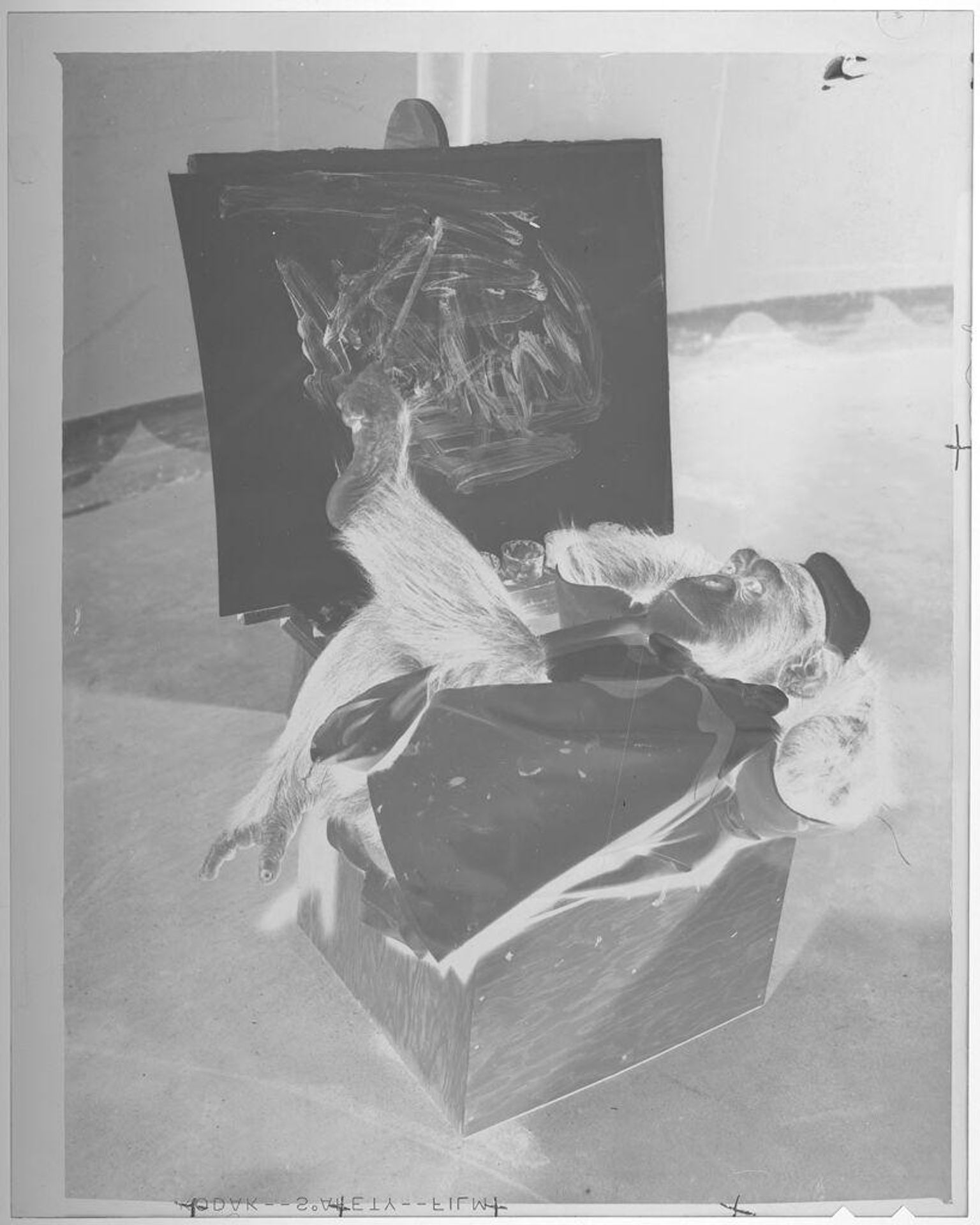 Untitled (monkey painting a canvas, holding brush with his foot) by Jack Gould