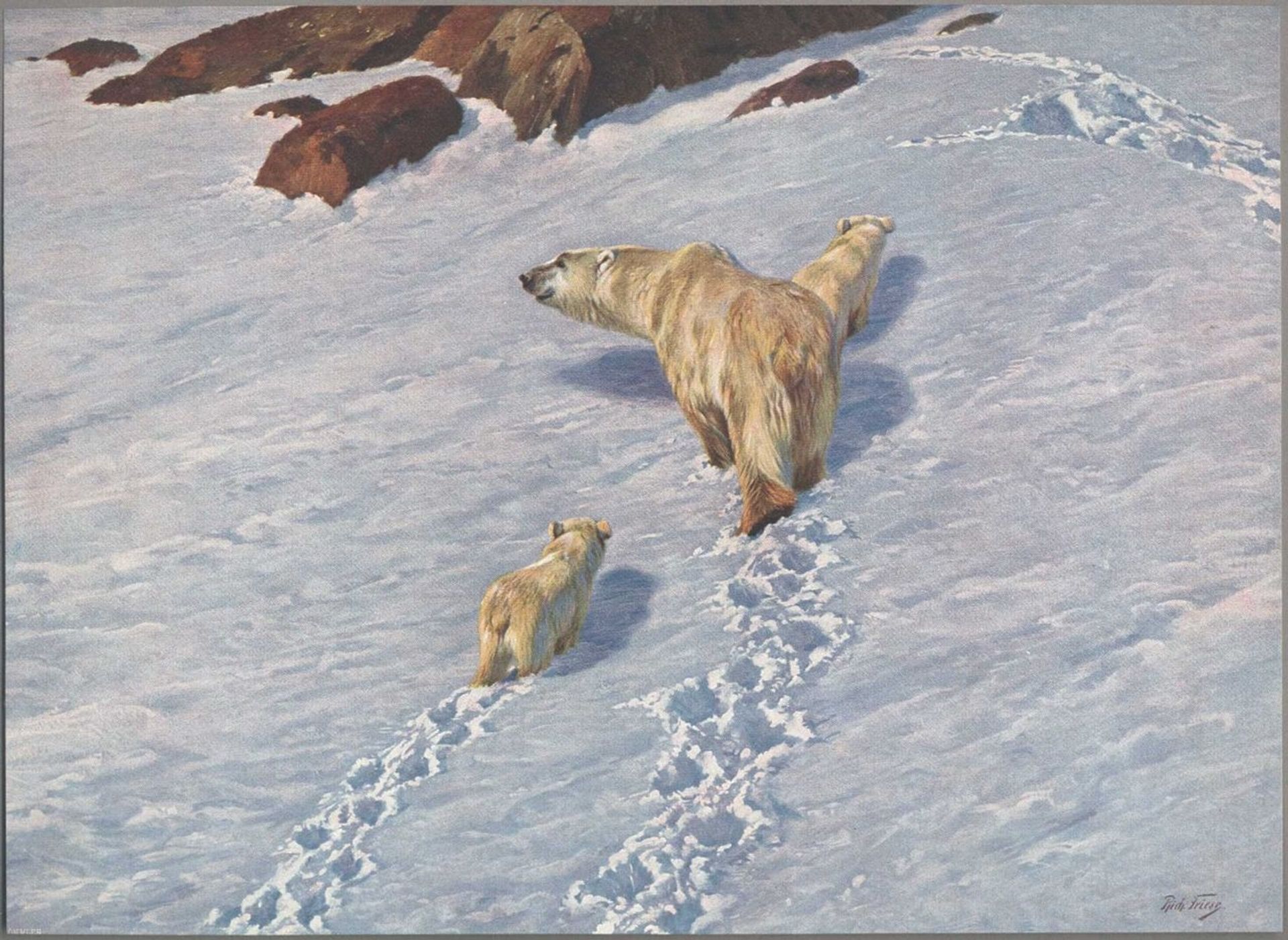 Polar bear family by Richard Friese