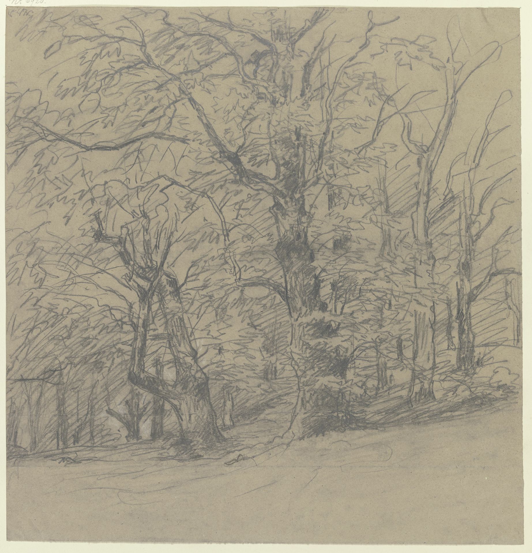 Trees at the edge of the forest by Jakob Maurer