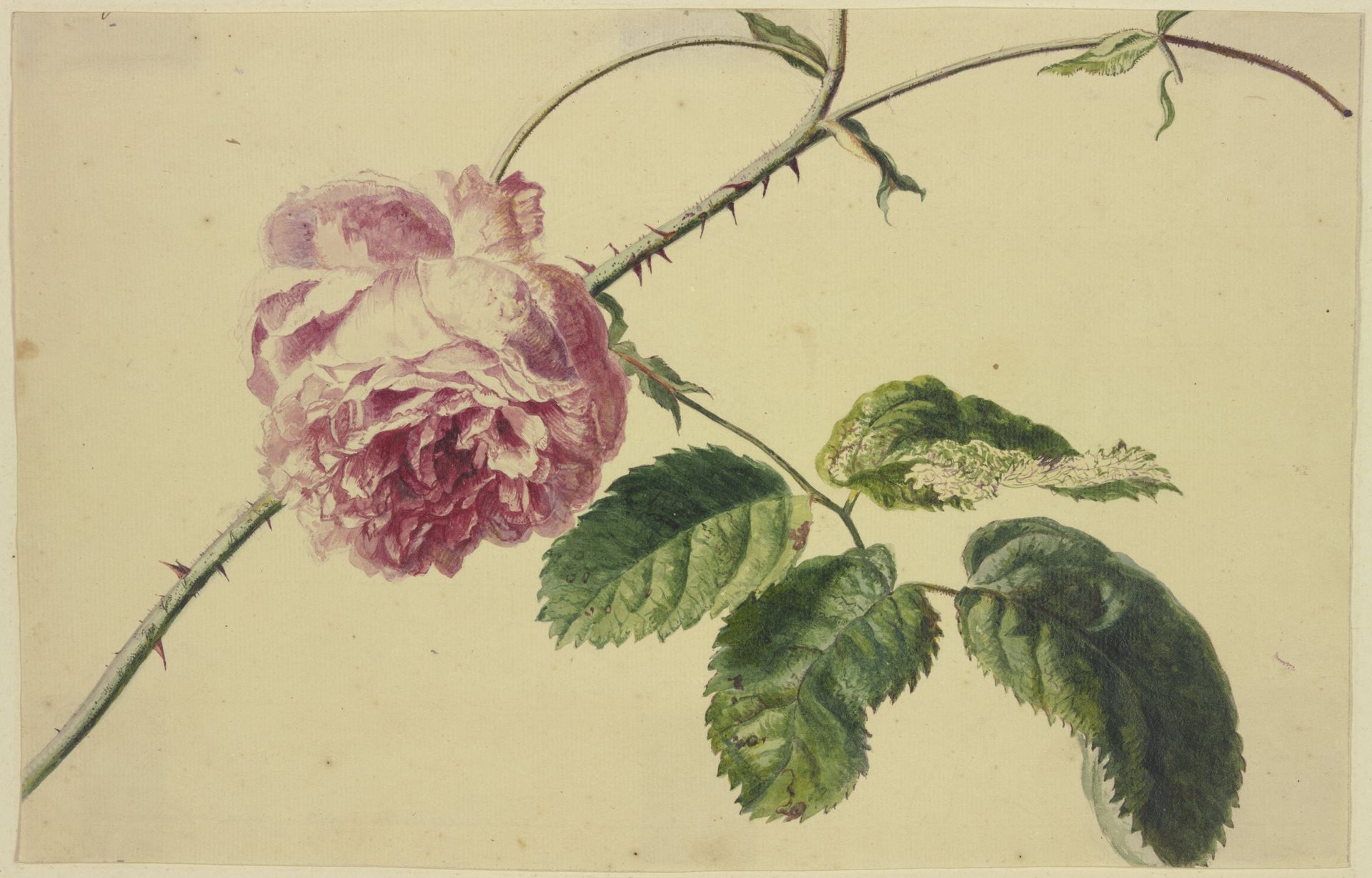 A rose by Jan van Huysum