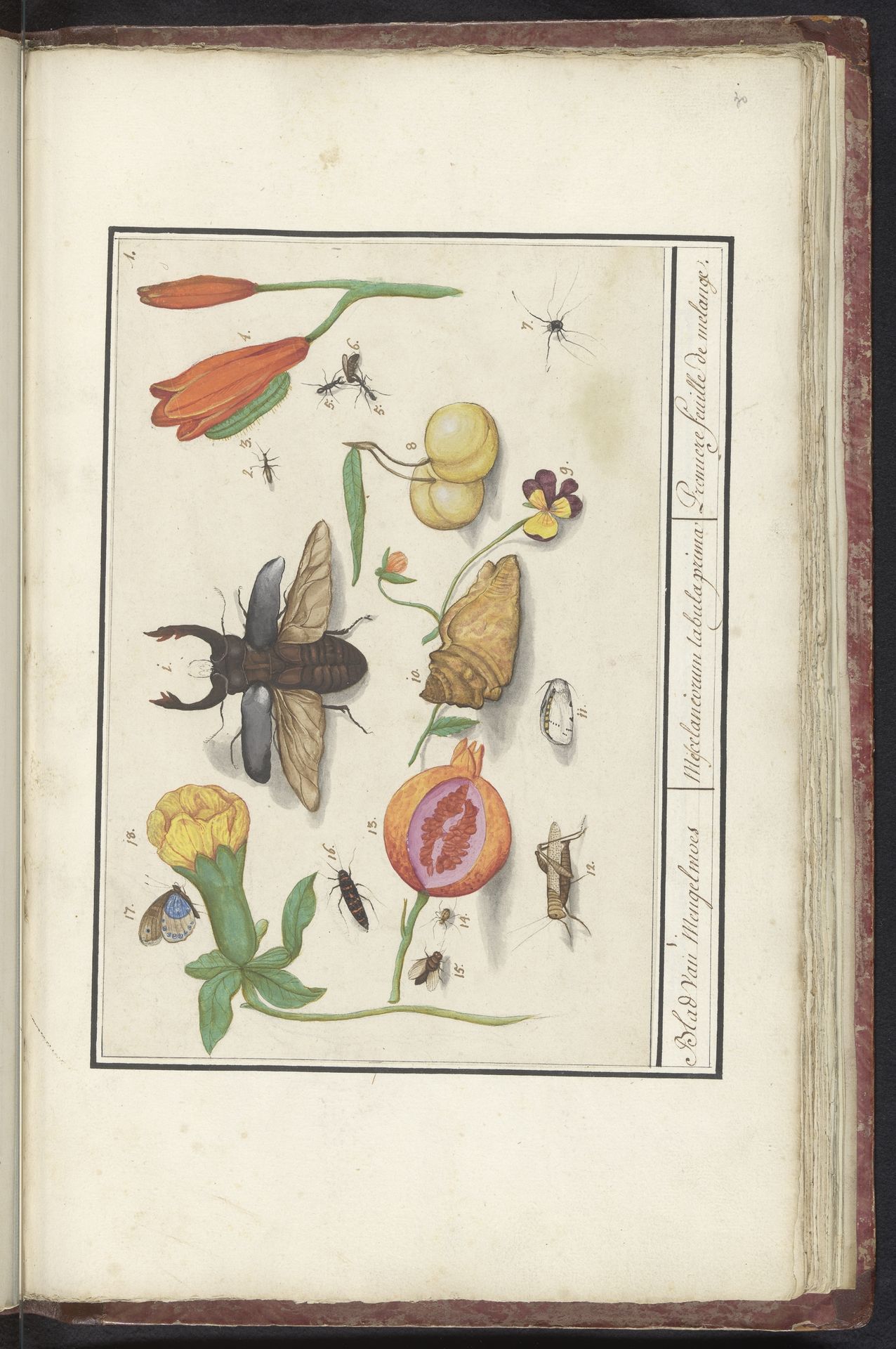 Natuurhistorische ensemble (nr. 1) by Elias Verhulst