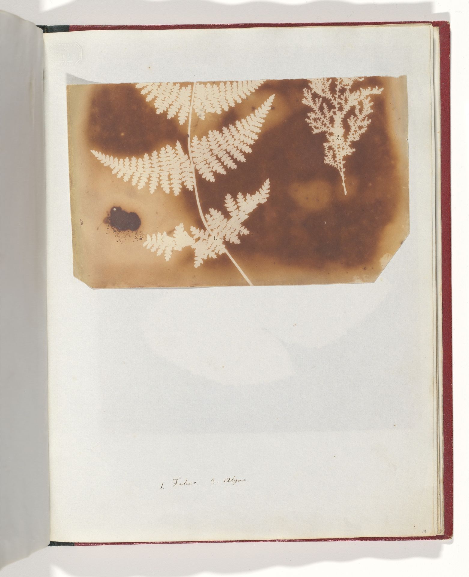 1. Felce. 2. Alga by William Henry Fox Talbot