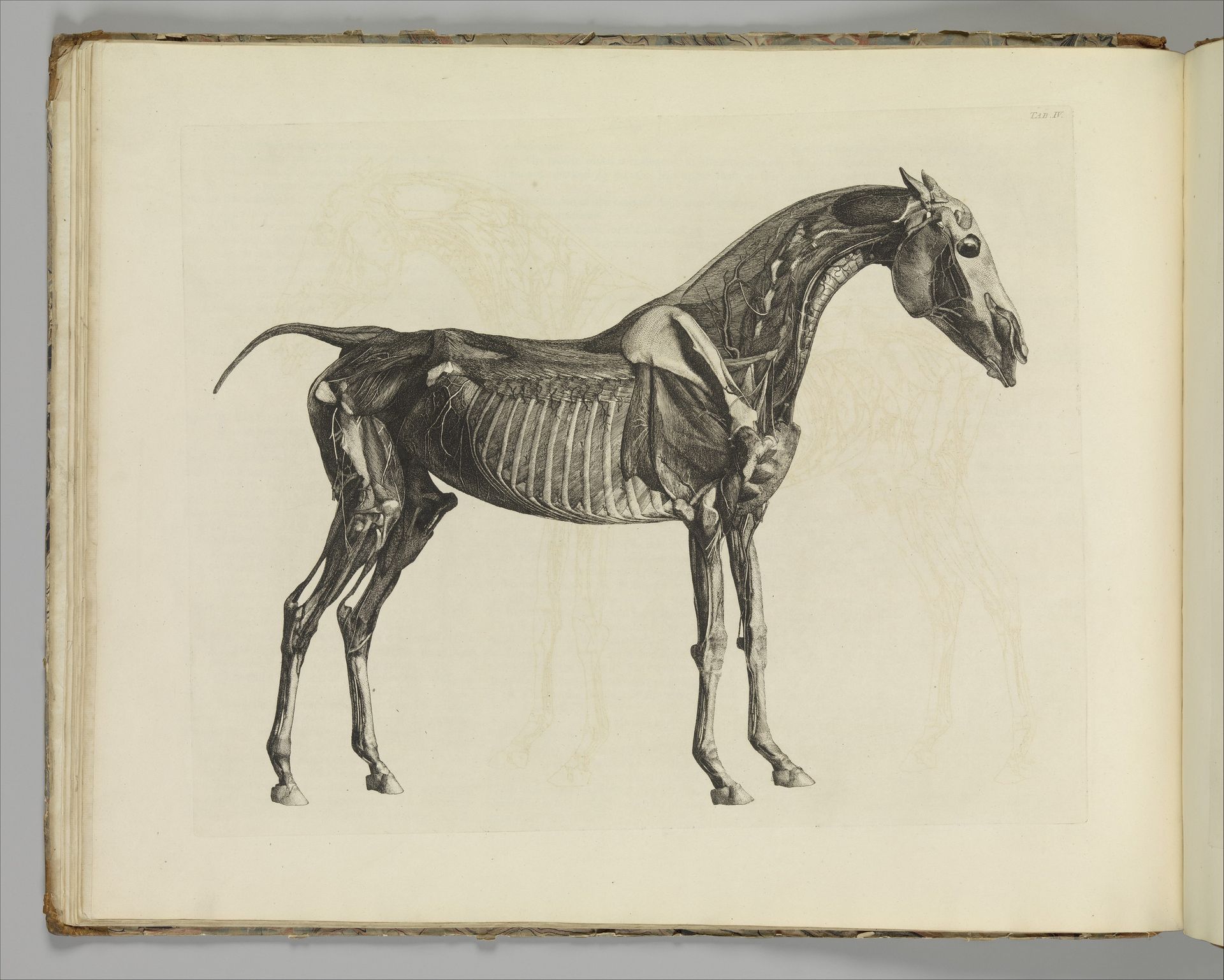 The Anatomy of the Horse, including a particular description of the bones, cartilages, muscles, fascias, ligaments, nerves, arteries, veins, and glands by George Stubbs