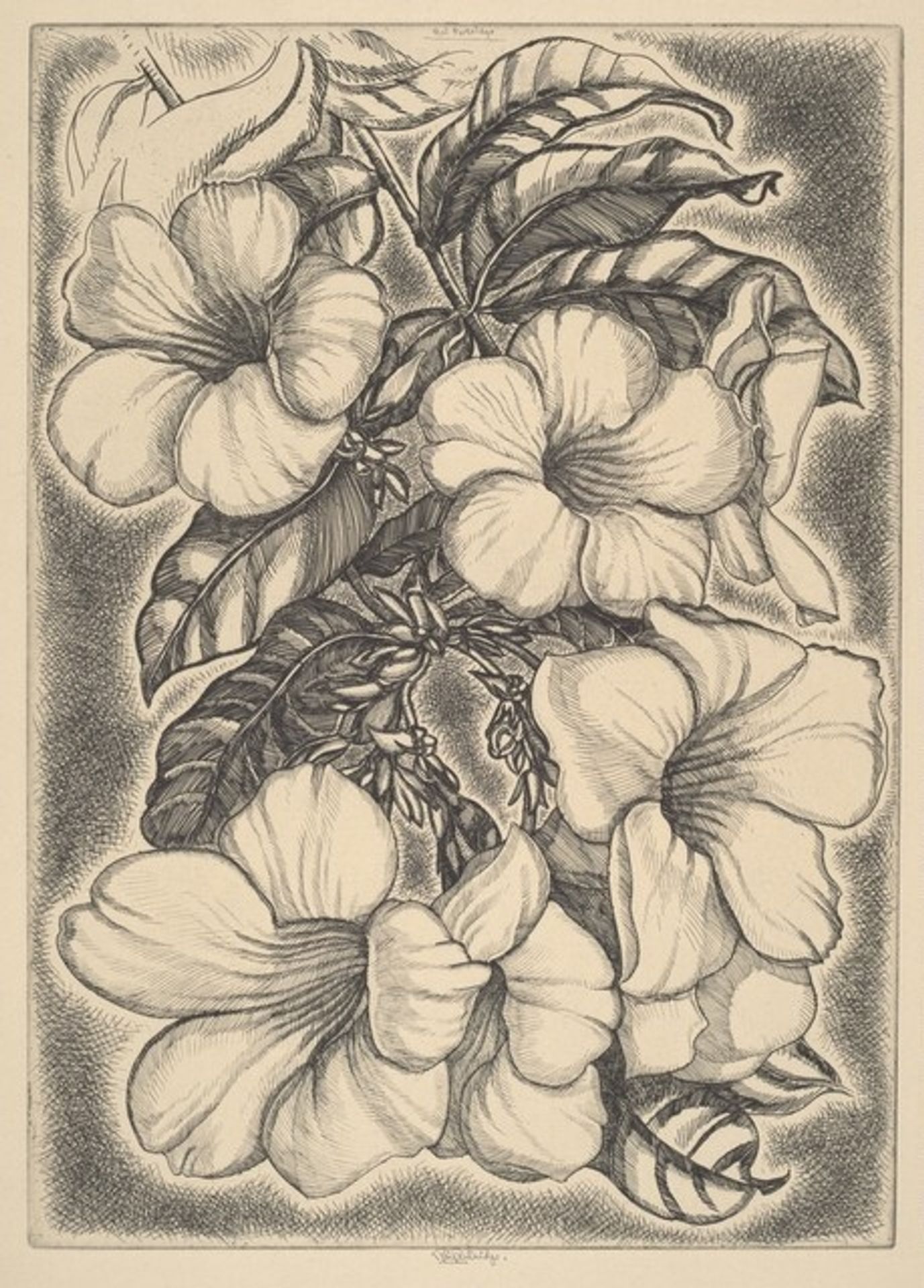 Alamanda by Roi Partridge