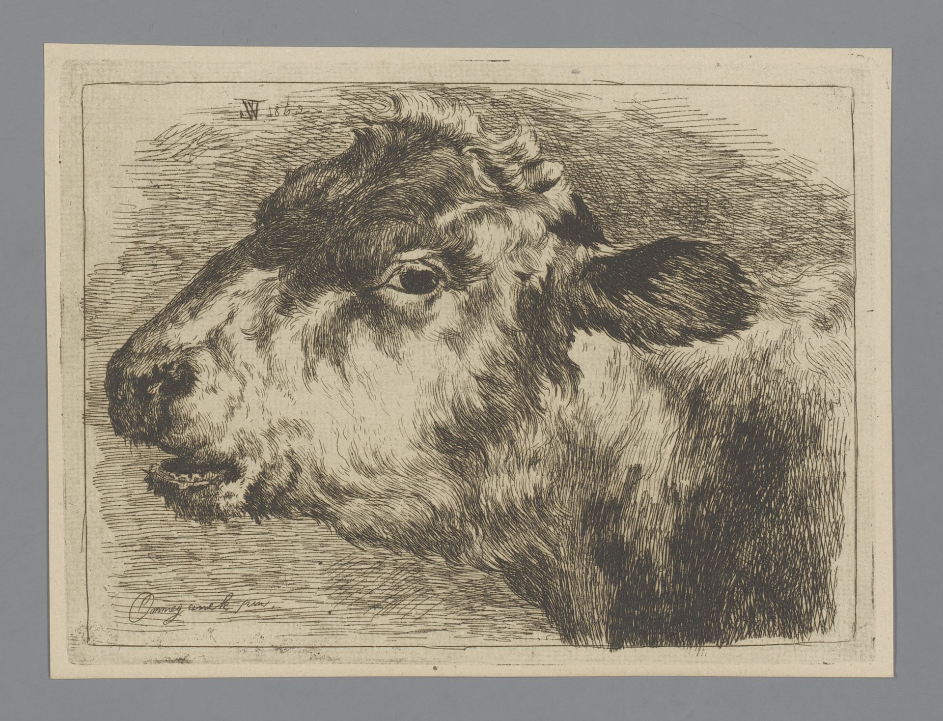 Kalfskop by Willem (II) Linnig