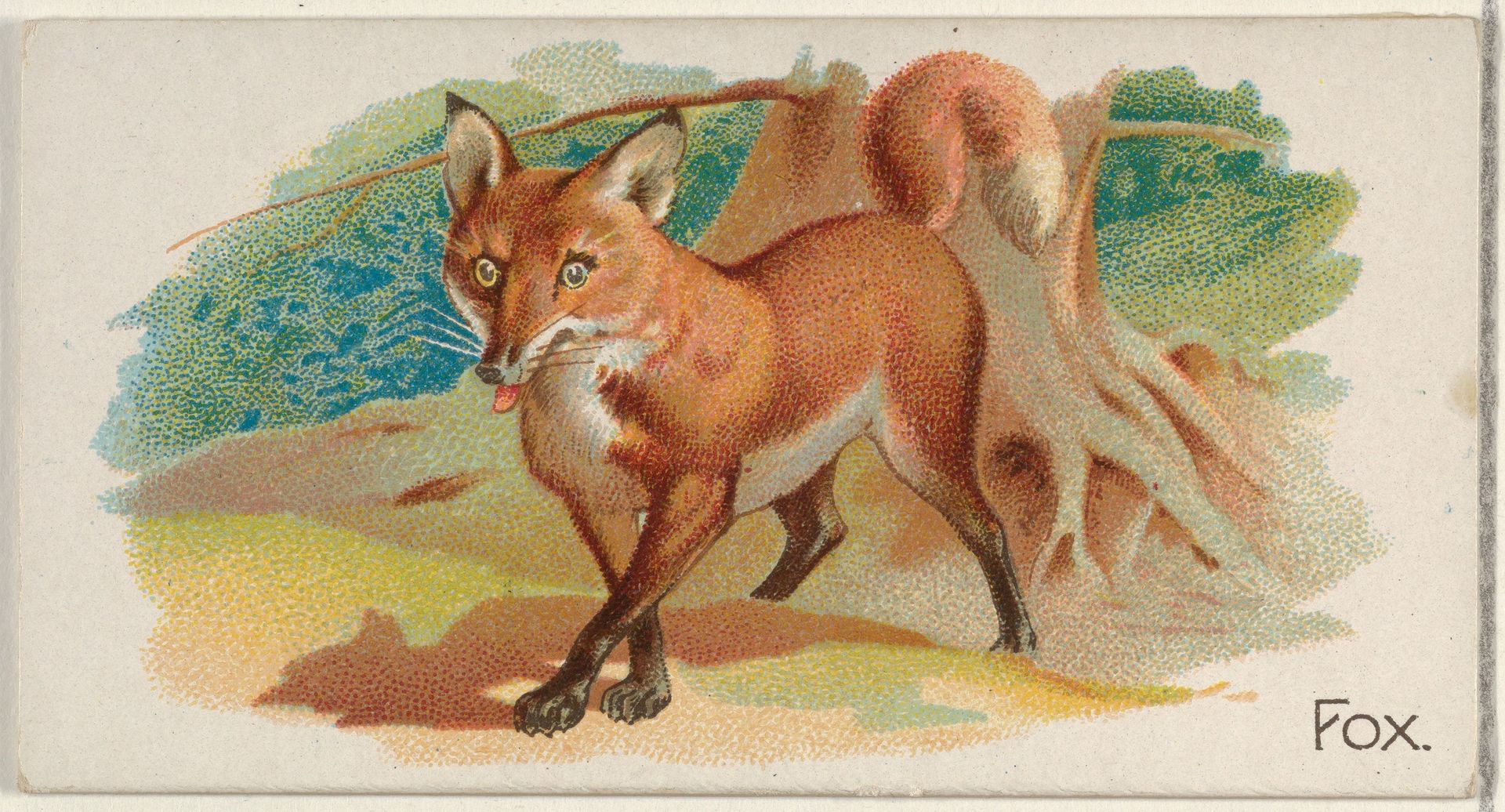 Fox, from the Quadrupeds series (N21) for Allen & Ginter Cigarettes by Allen & Ginter