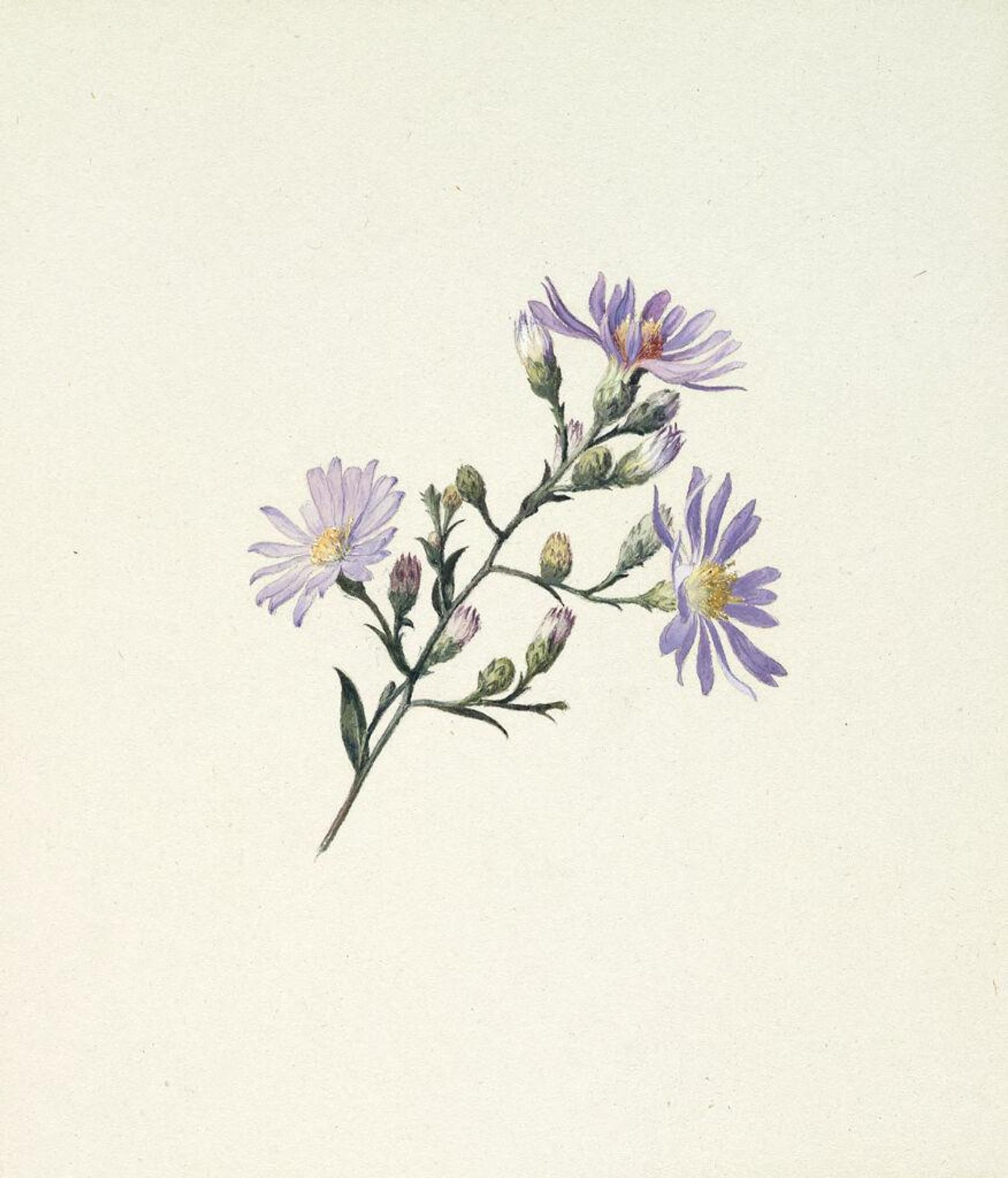 Asters by Charles Herbert