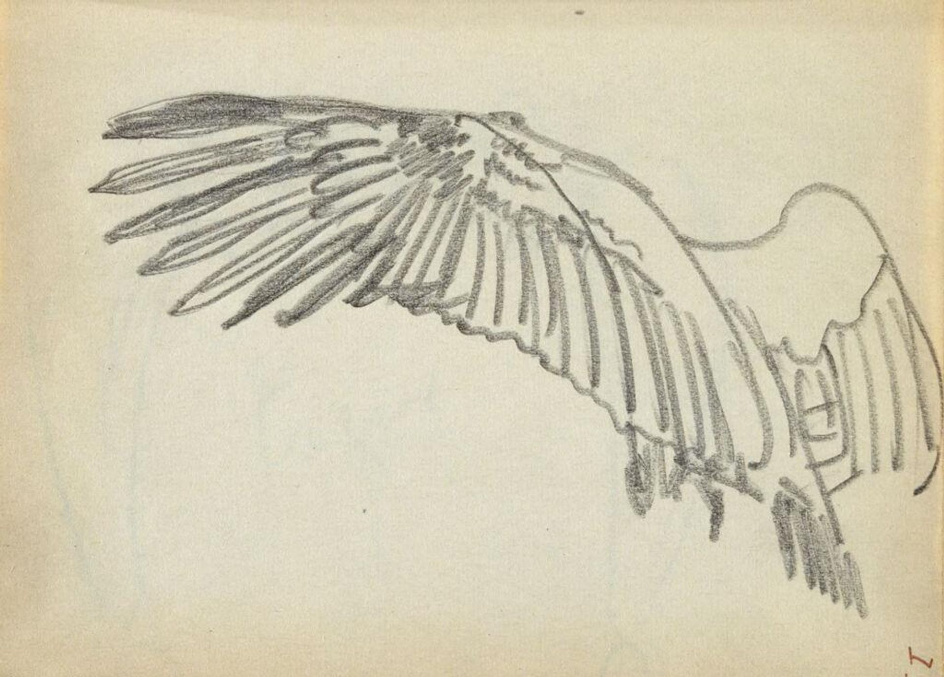 Study of a Vulture with Wings Spread by John Singer Sargent